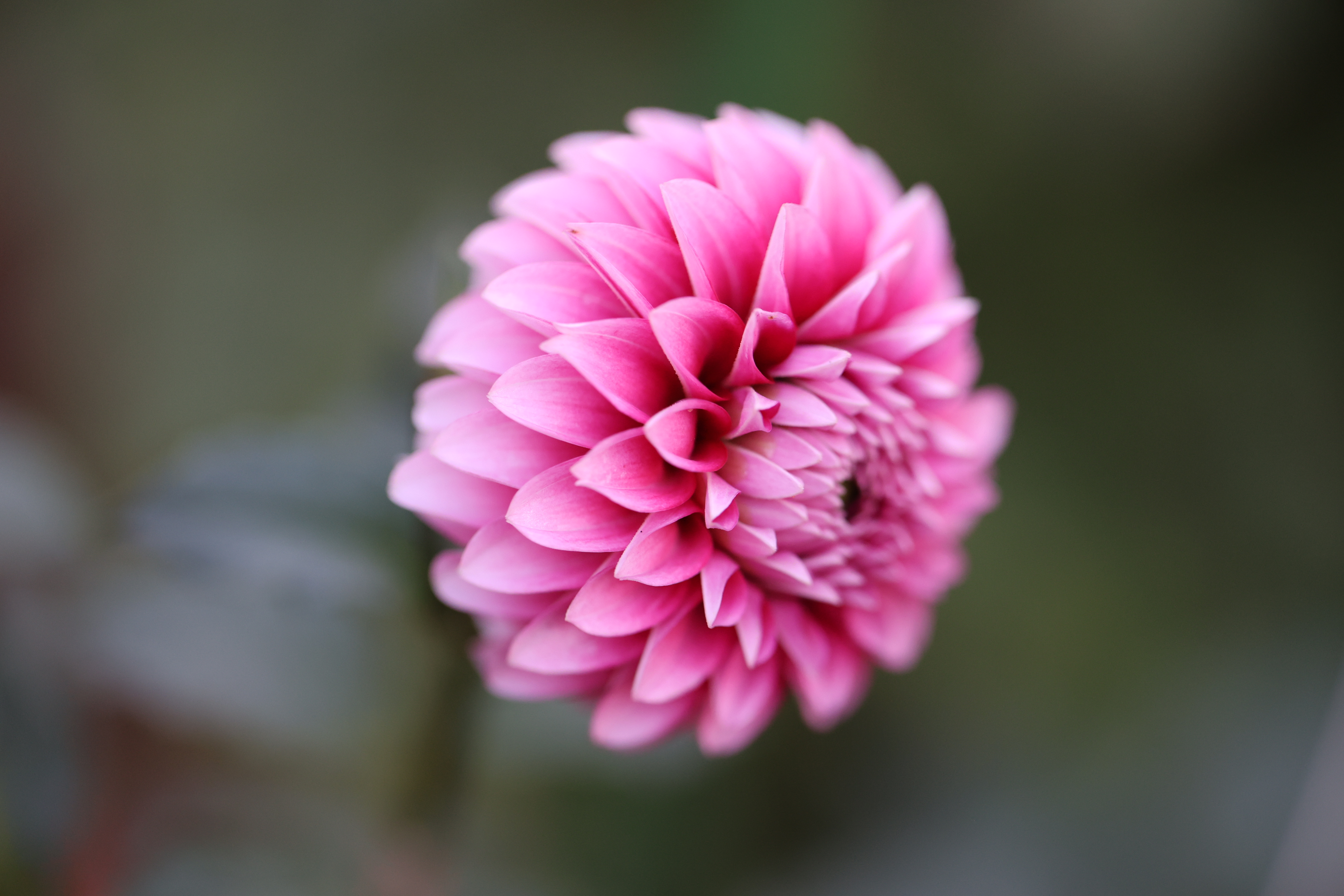 Bloomquist Admirable dahlia
