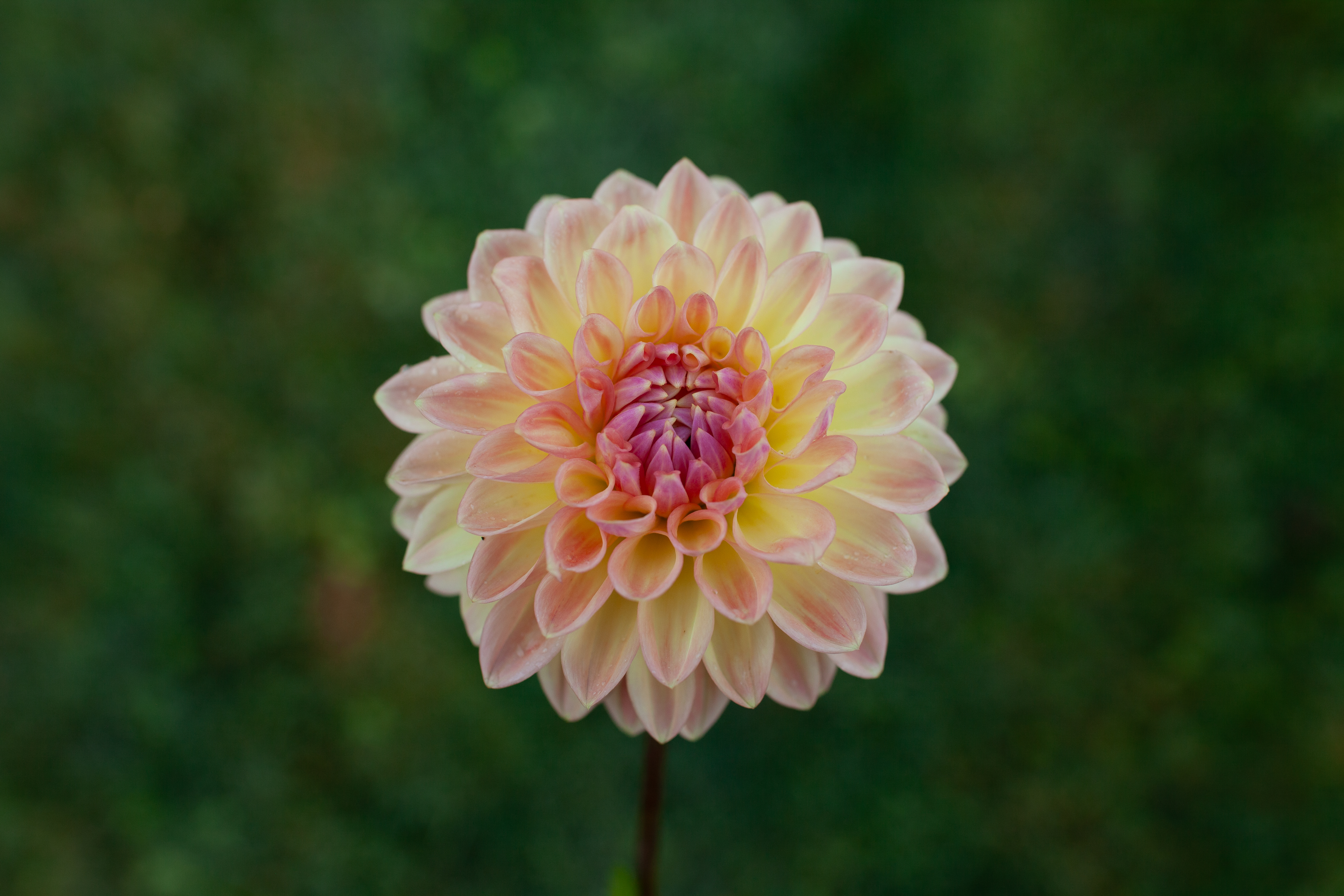 Bloomquist Alan dahlia