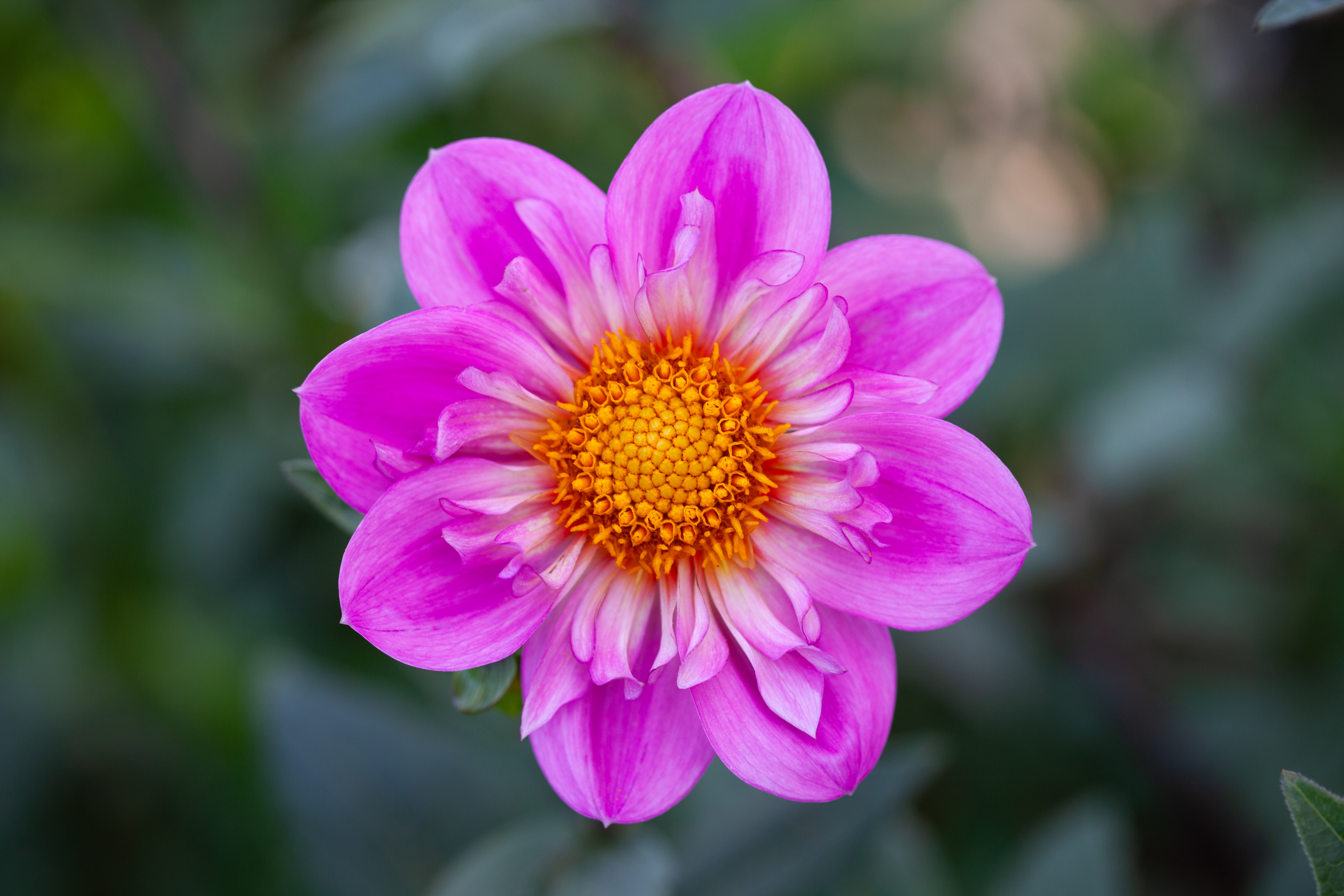 Bloomquist Arise dahlia
