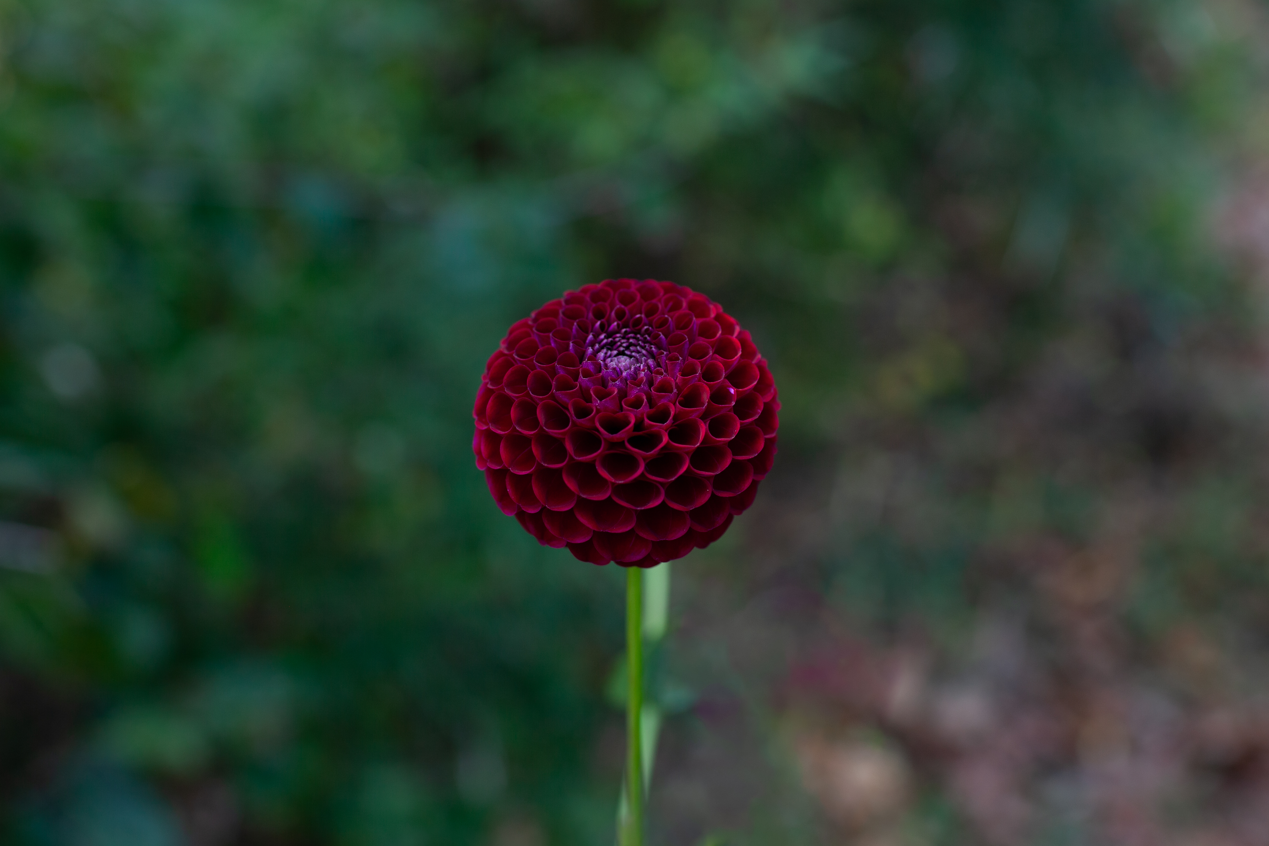 Bloomquist Award dahlia