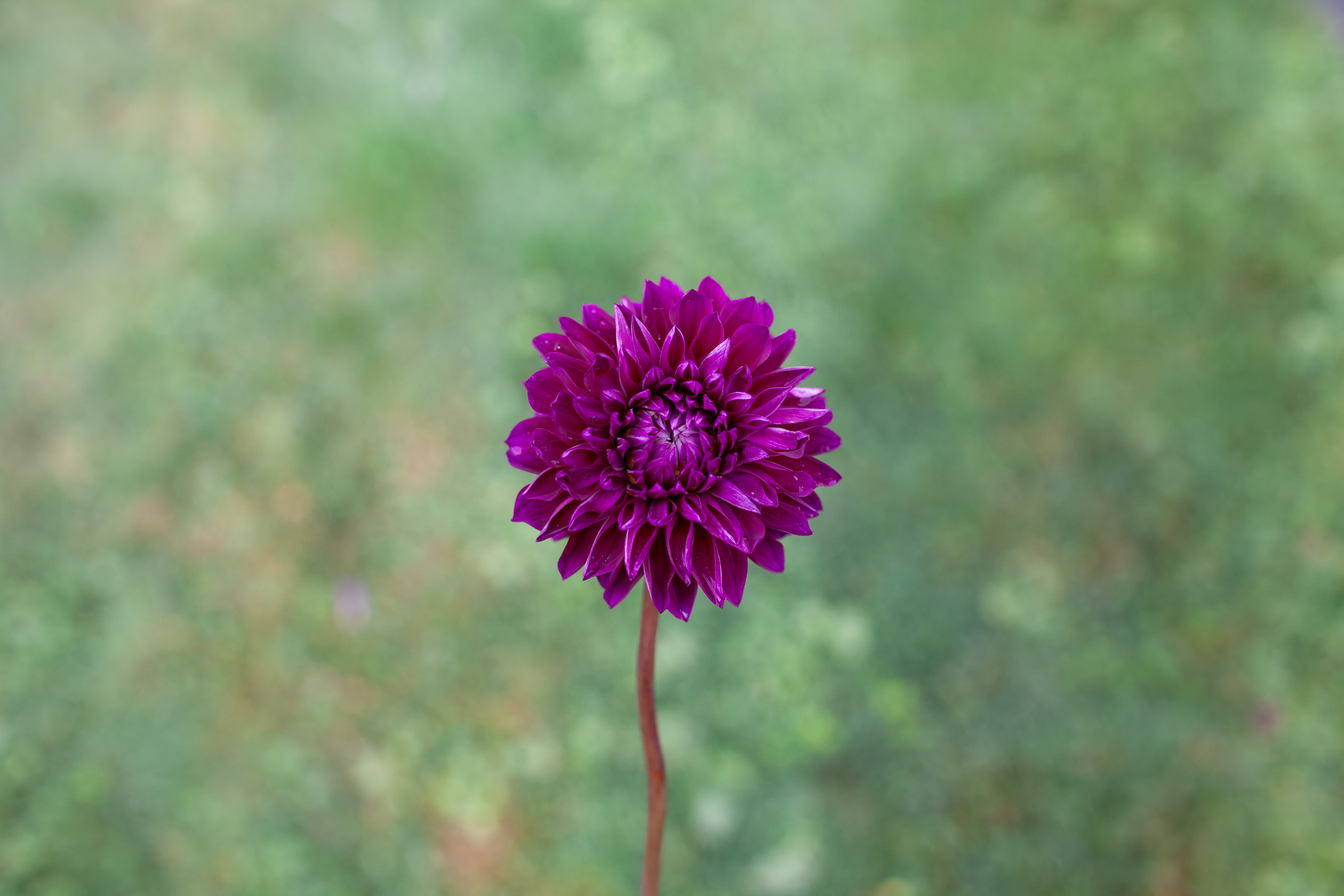 Bloomquist Awesome dahlia