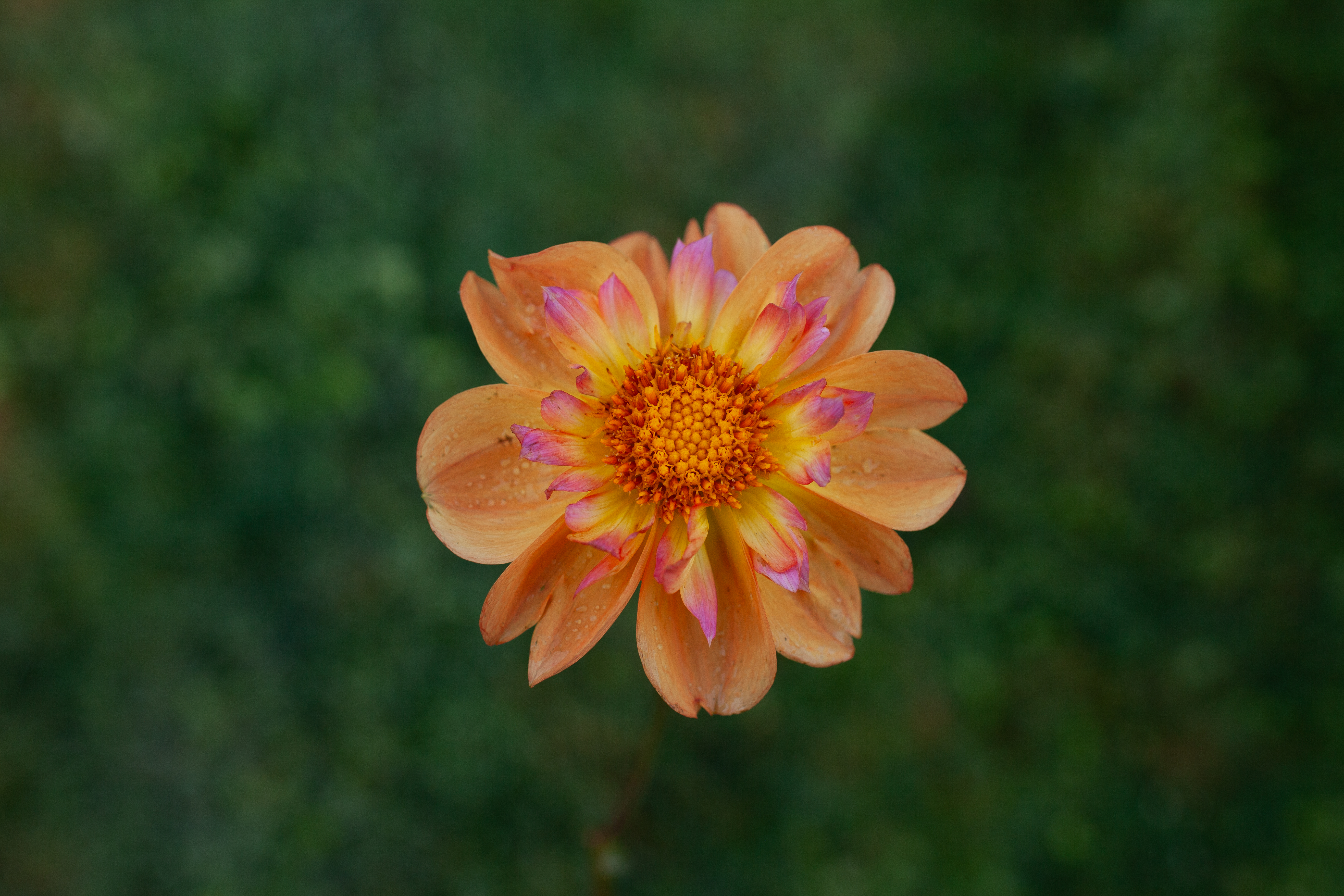 Bloomquist Behold dahlia