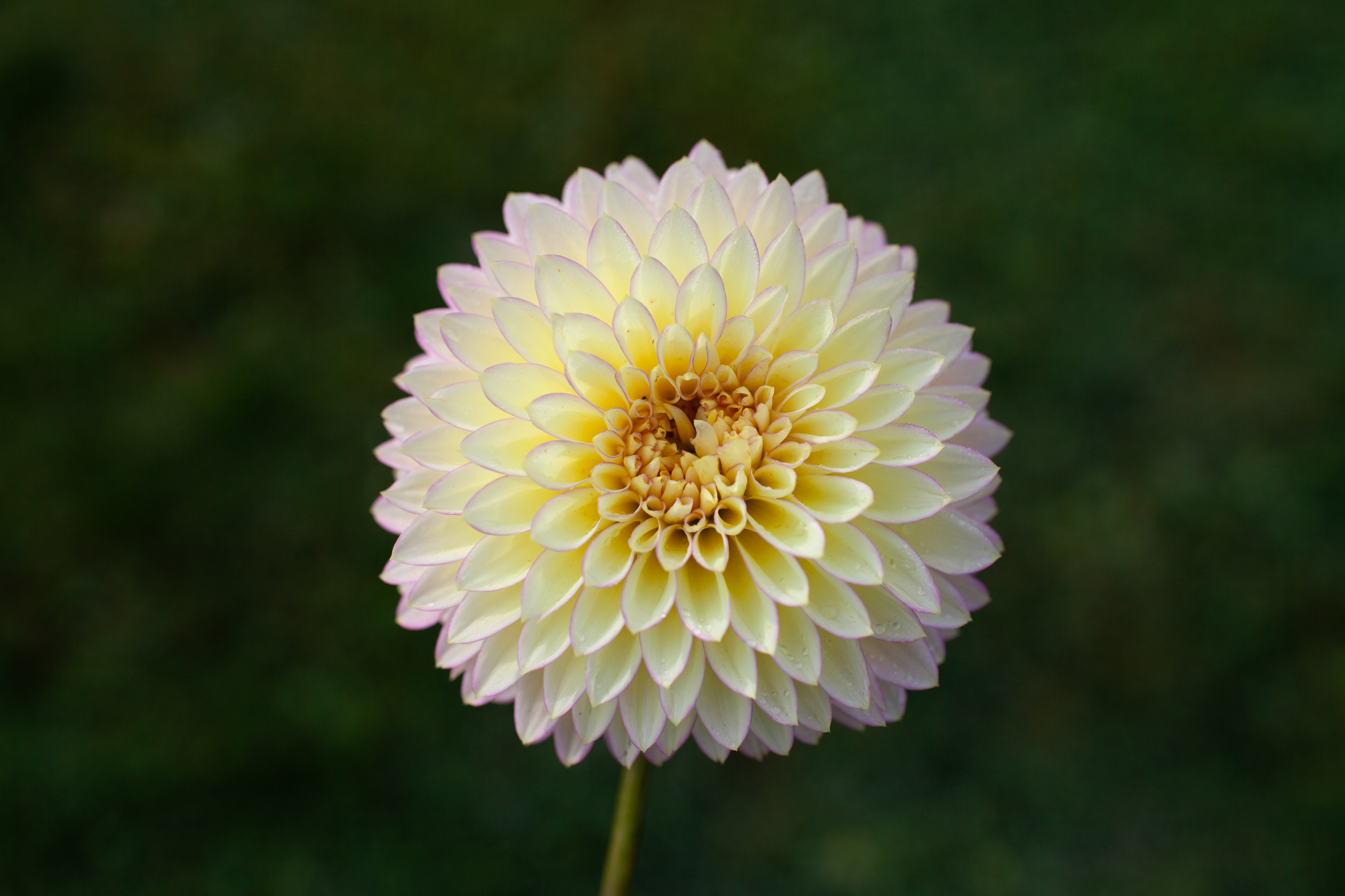 Bloomquist Blush dahlia