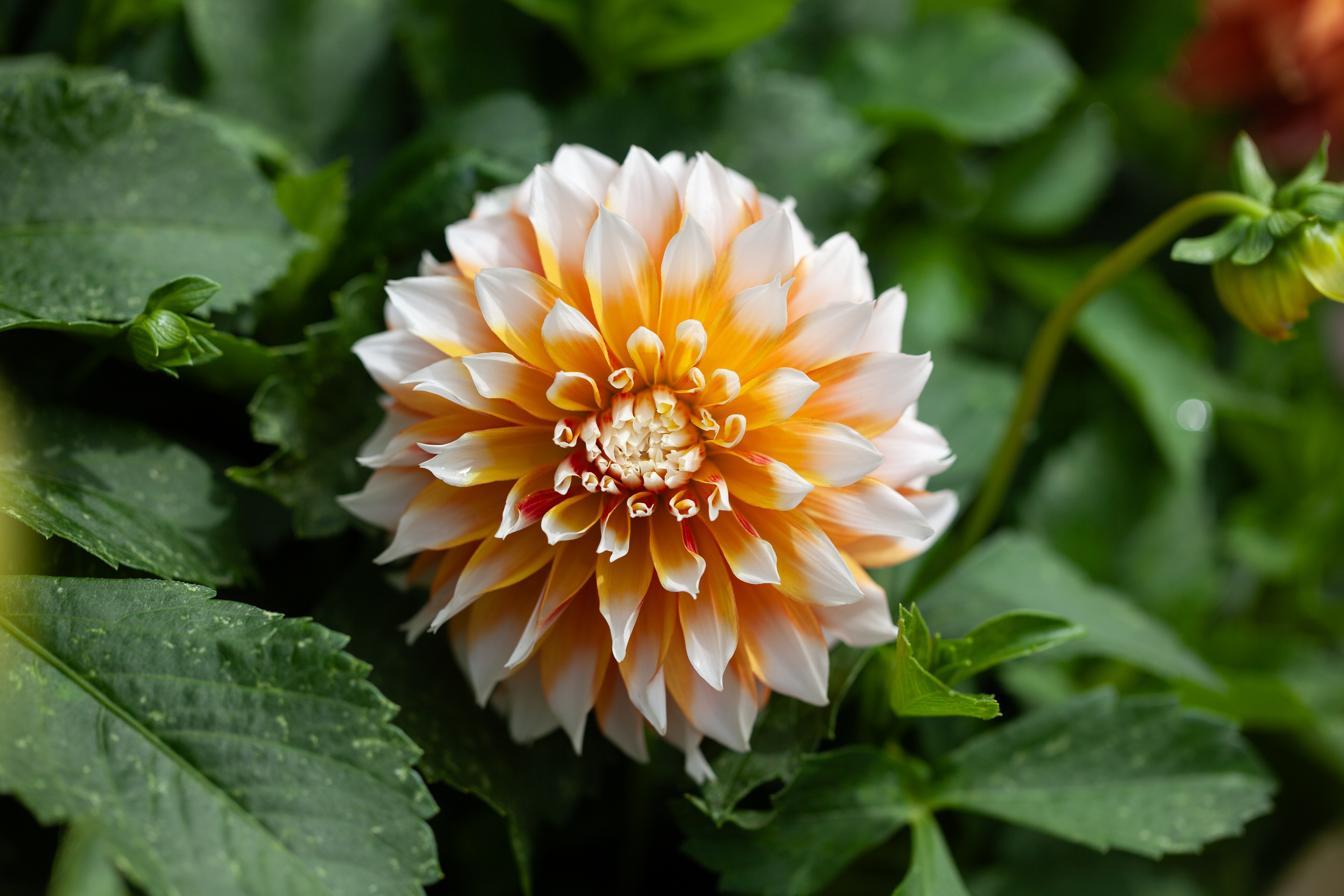 Bloomquist Candy Corn dahlia