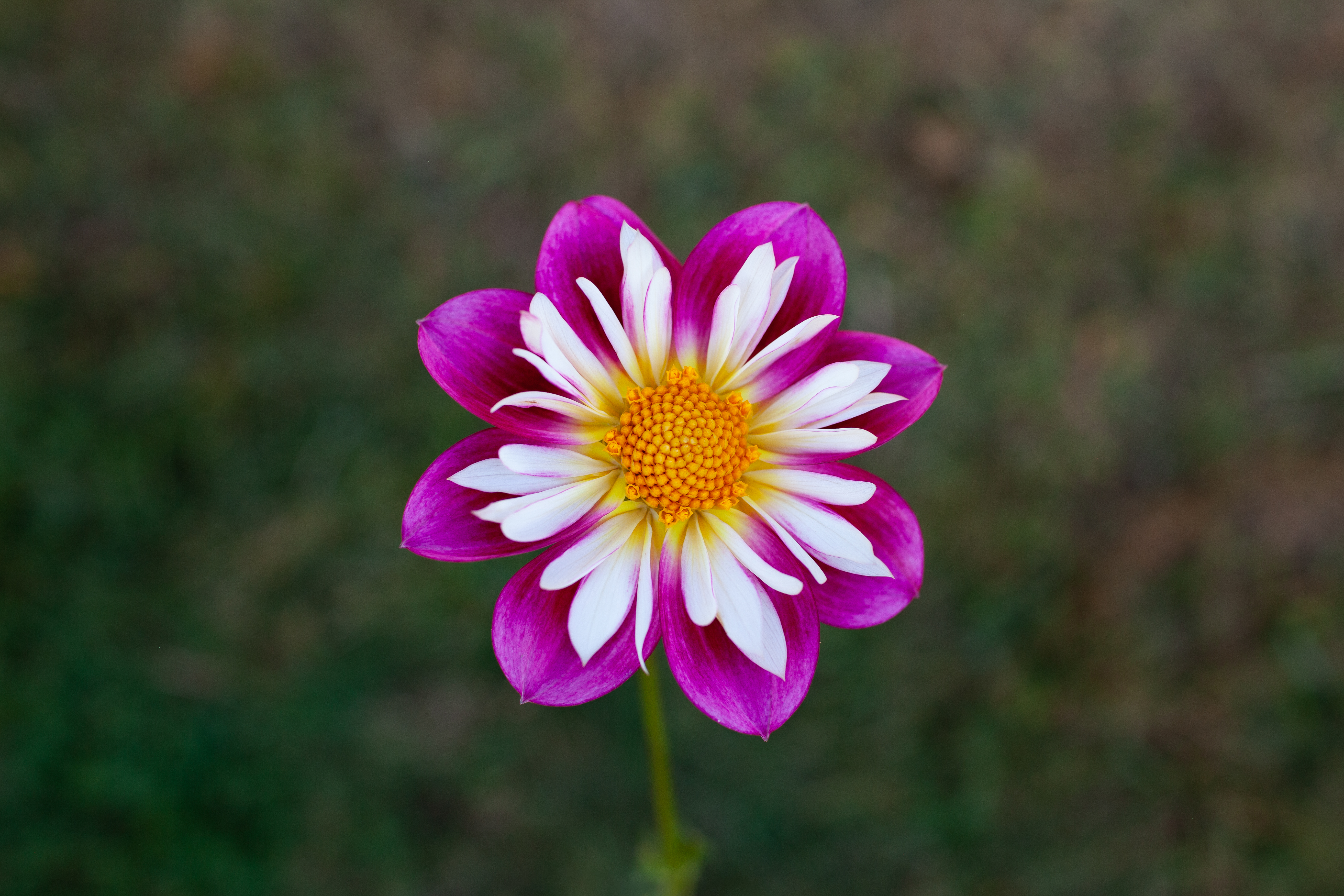 Bloomquist Catalina dahlia