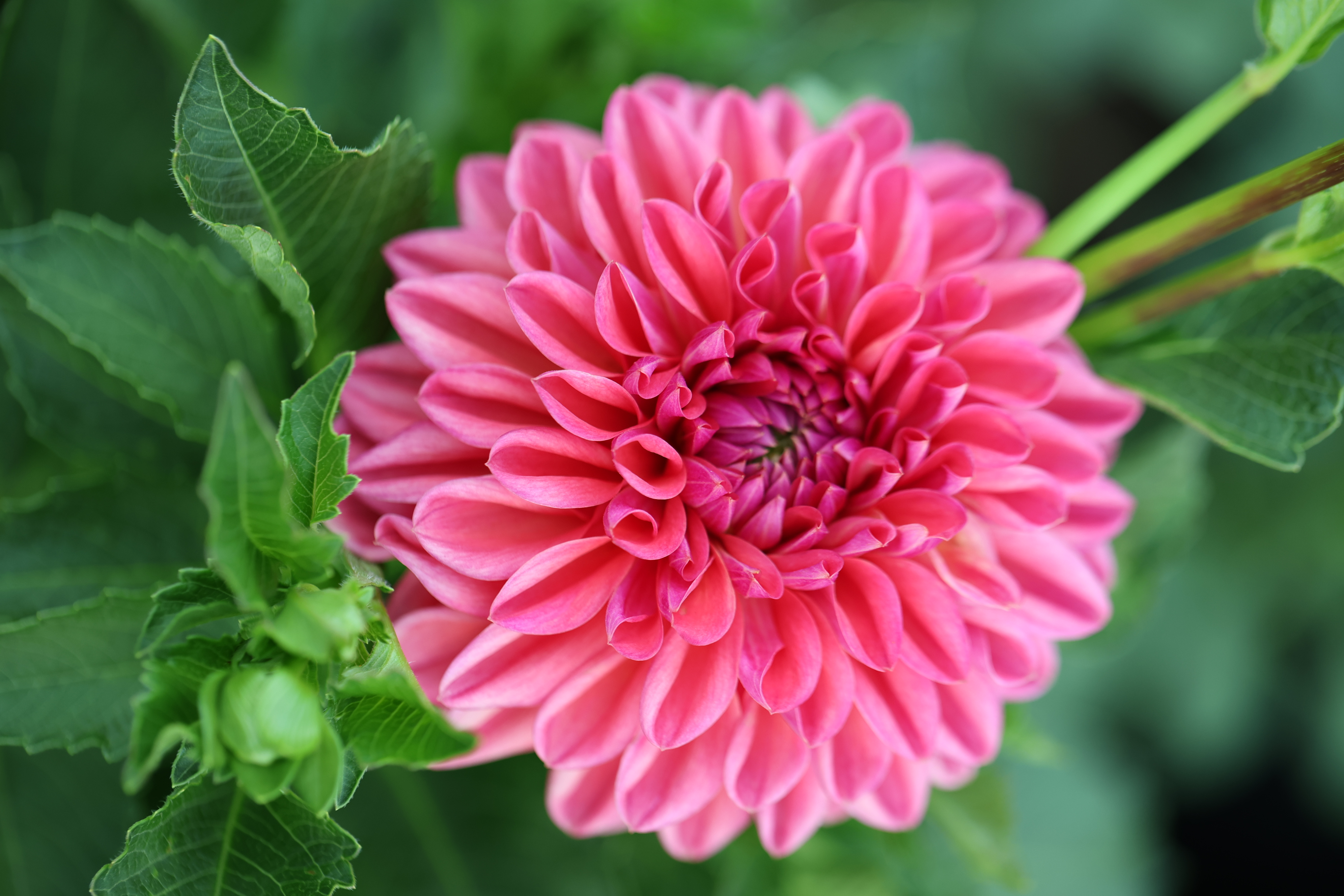 Bloomquist Curt dahlia