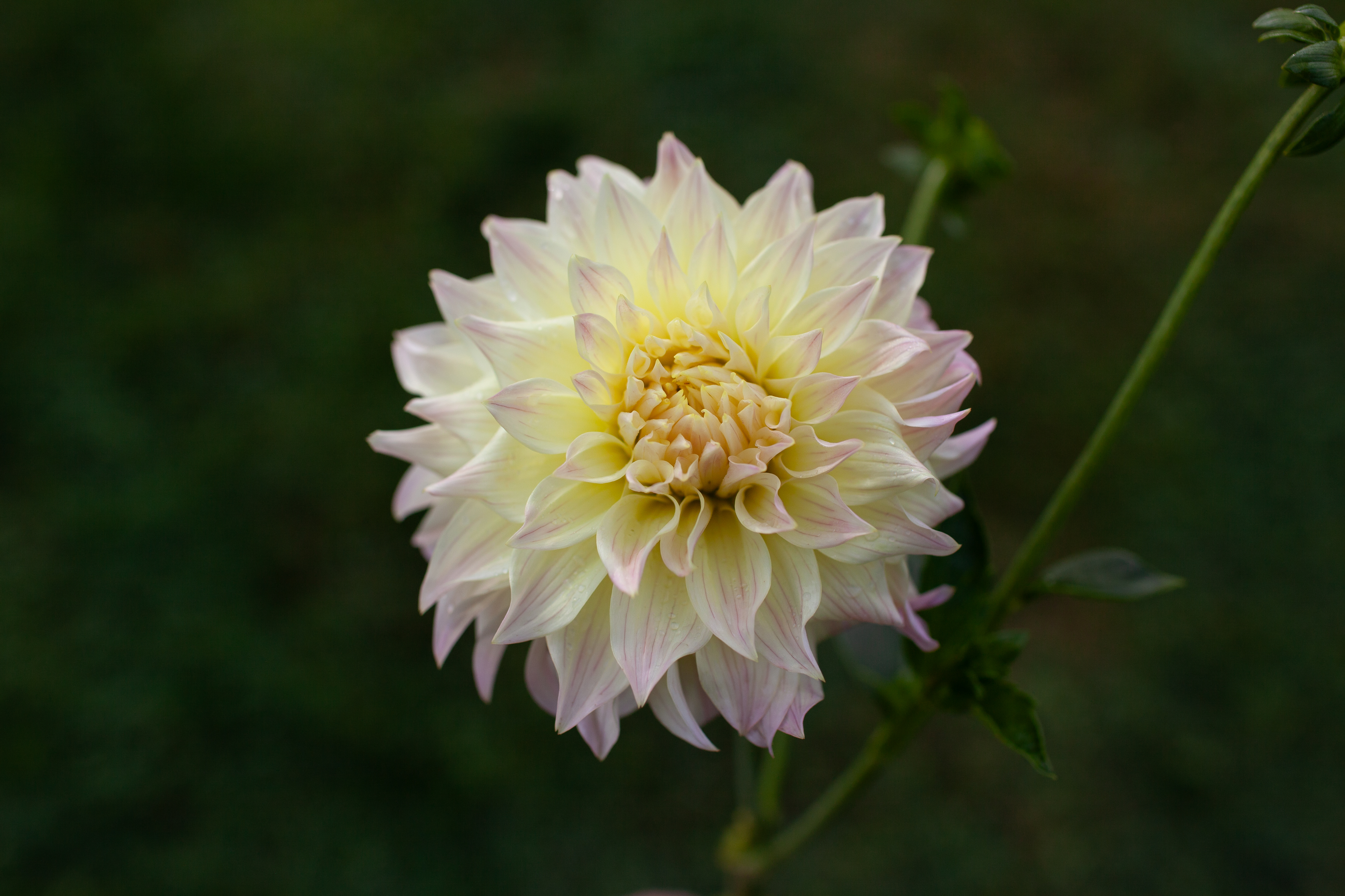 Bloomquist Cream dahlia