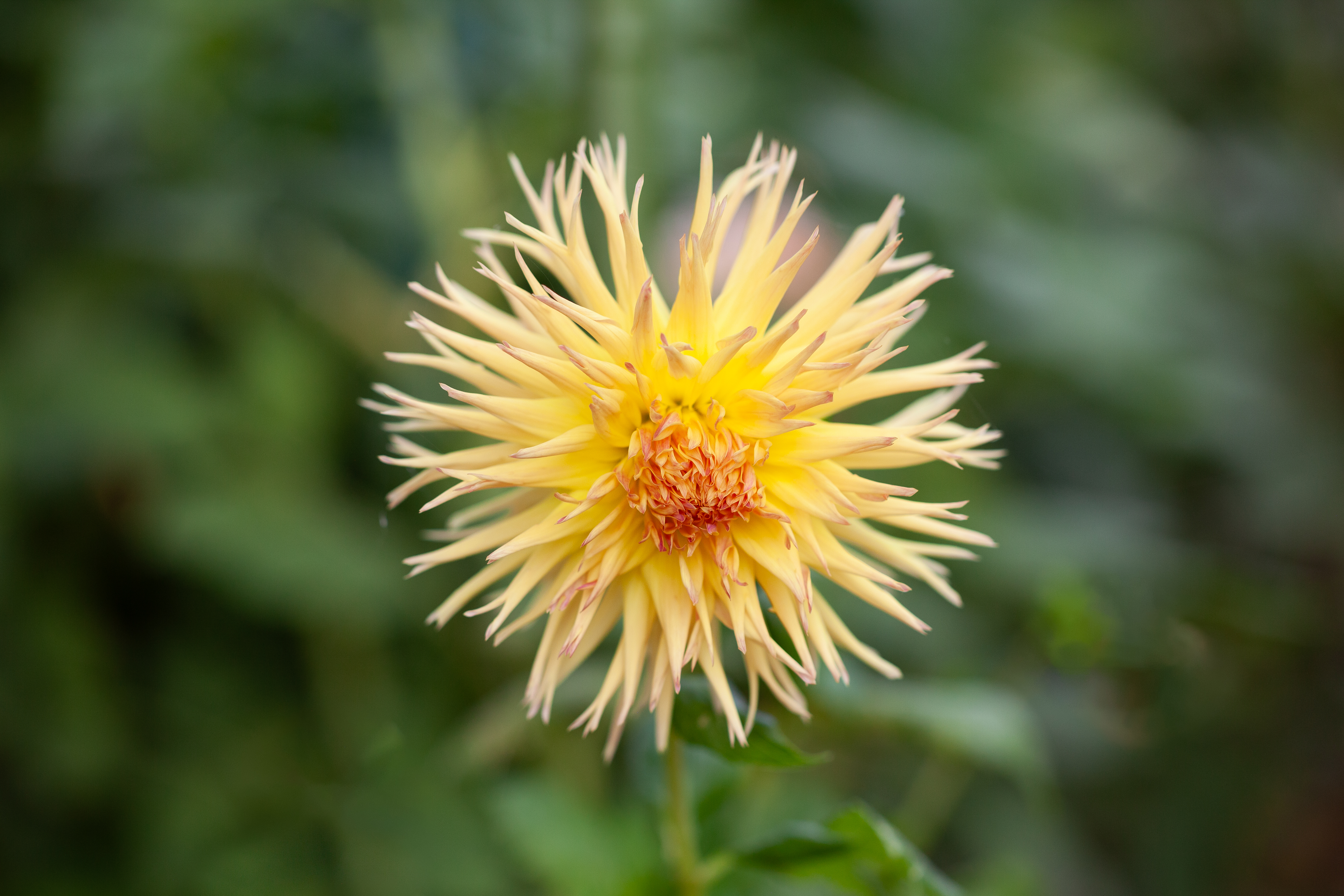 Bloomquist Dandelion dahlia