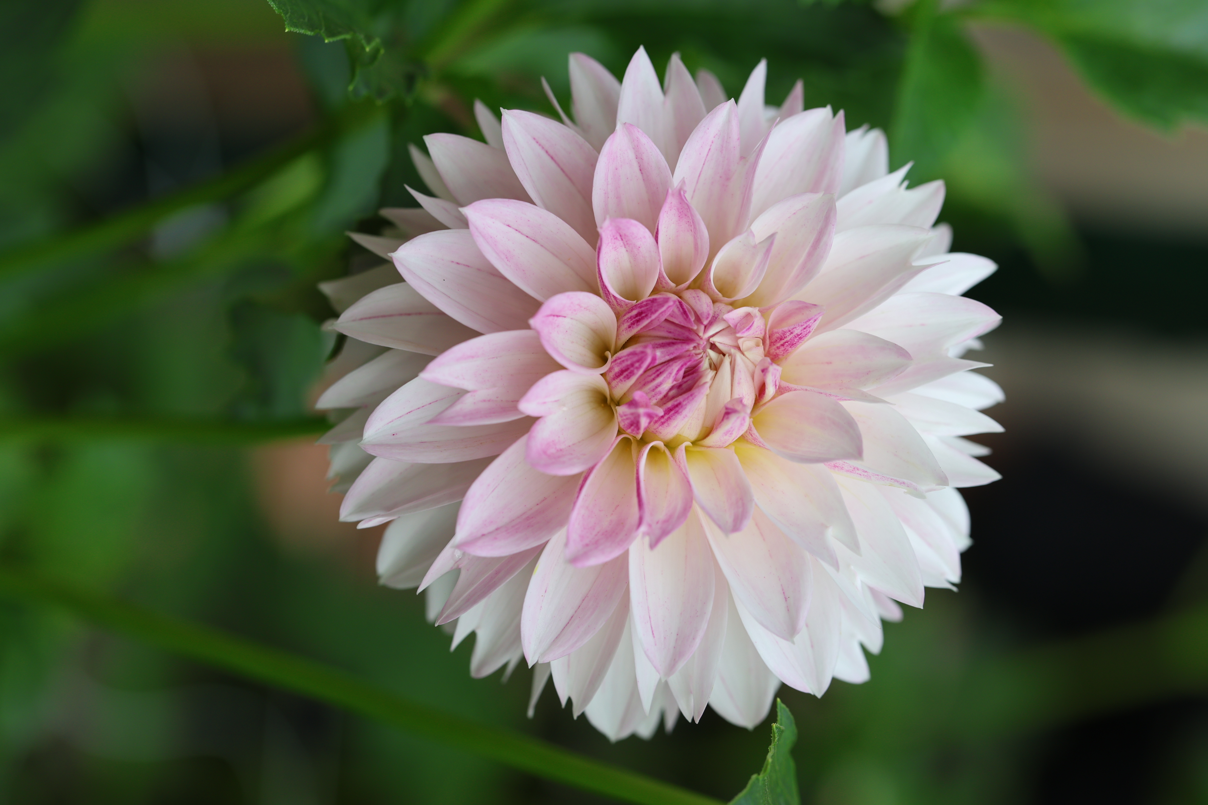 Bloomquist Endlesession dahlia