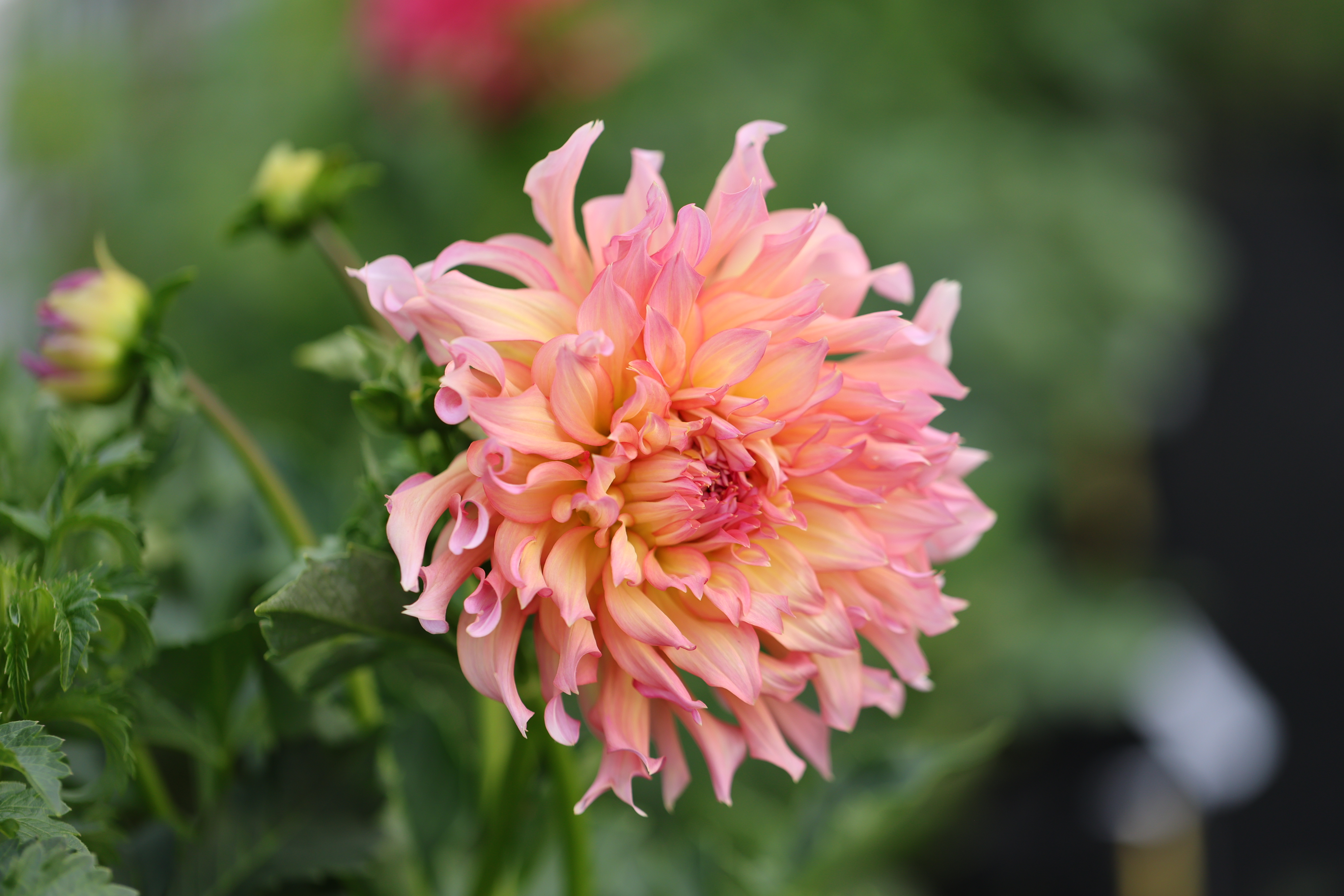 Bloomquist Energize dahlia