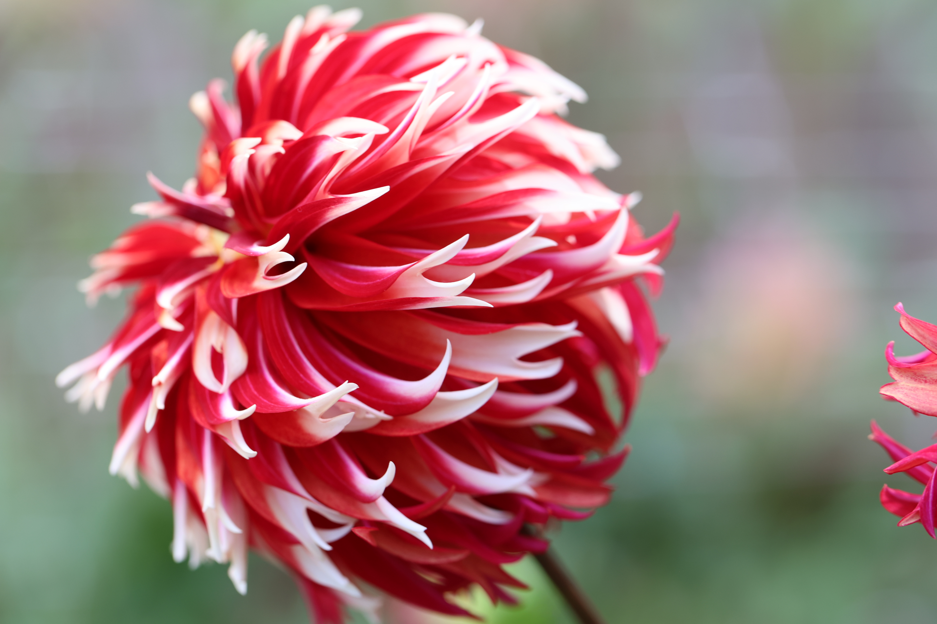 Bloomquist Firecracker dahlia