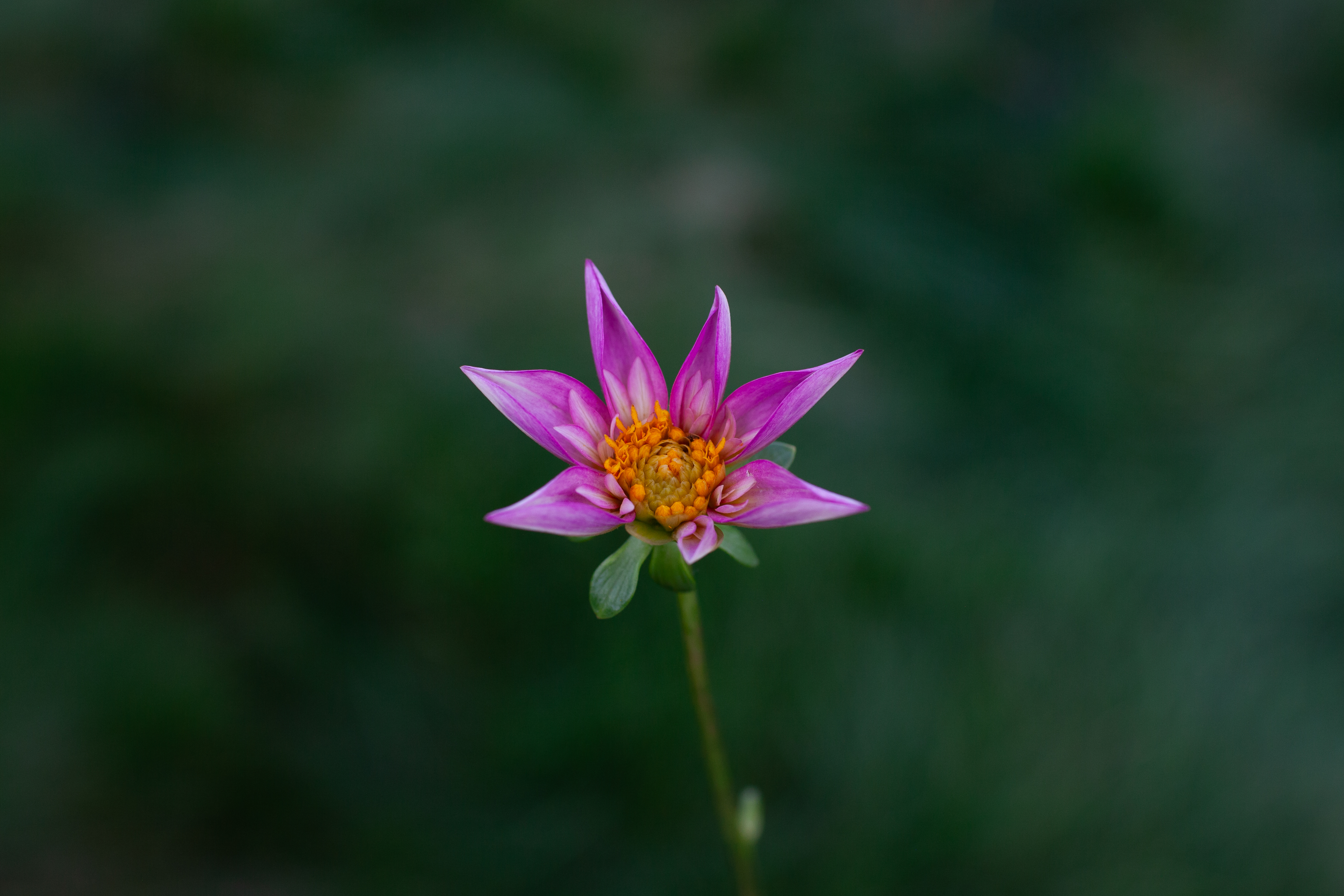 Bloomquist Ginger dahlia