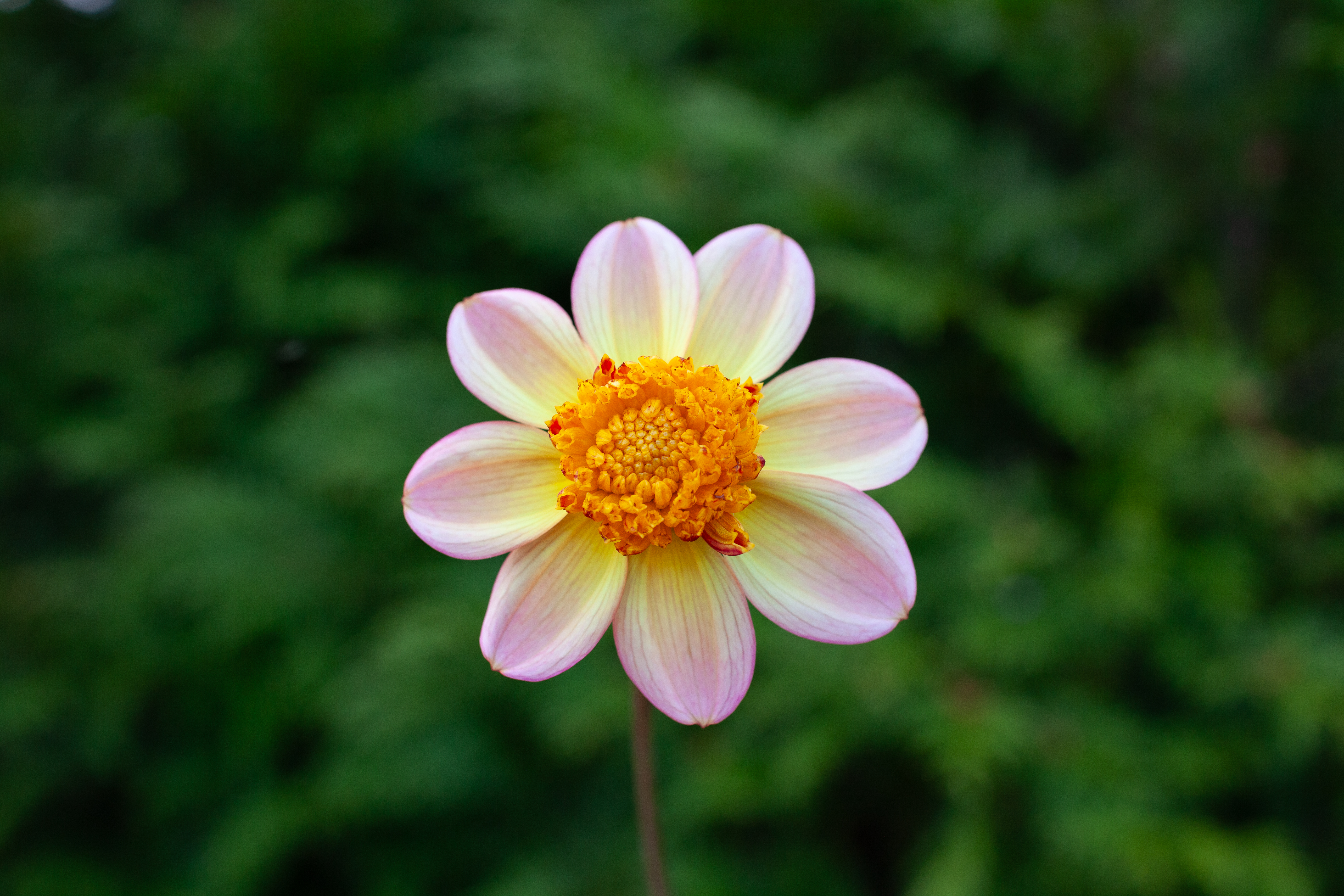 Bloomquist Golden dahlia