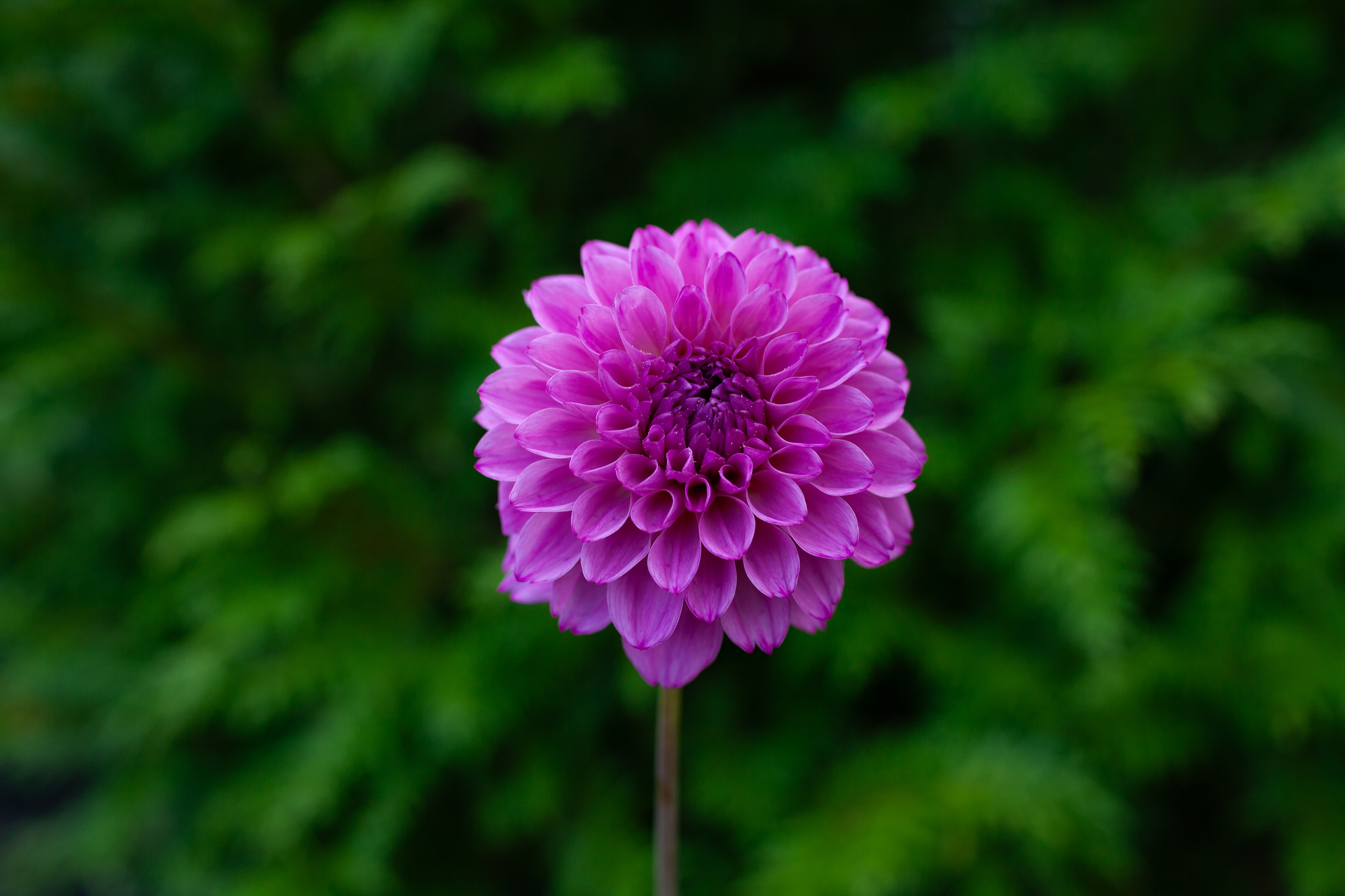 Bloomquist Intrepid dahlia
