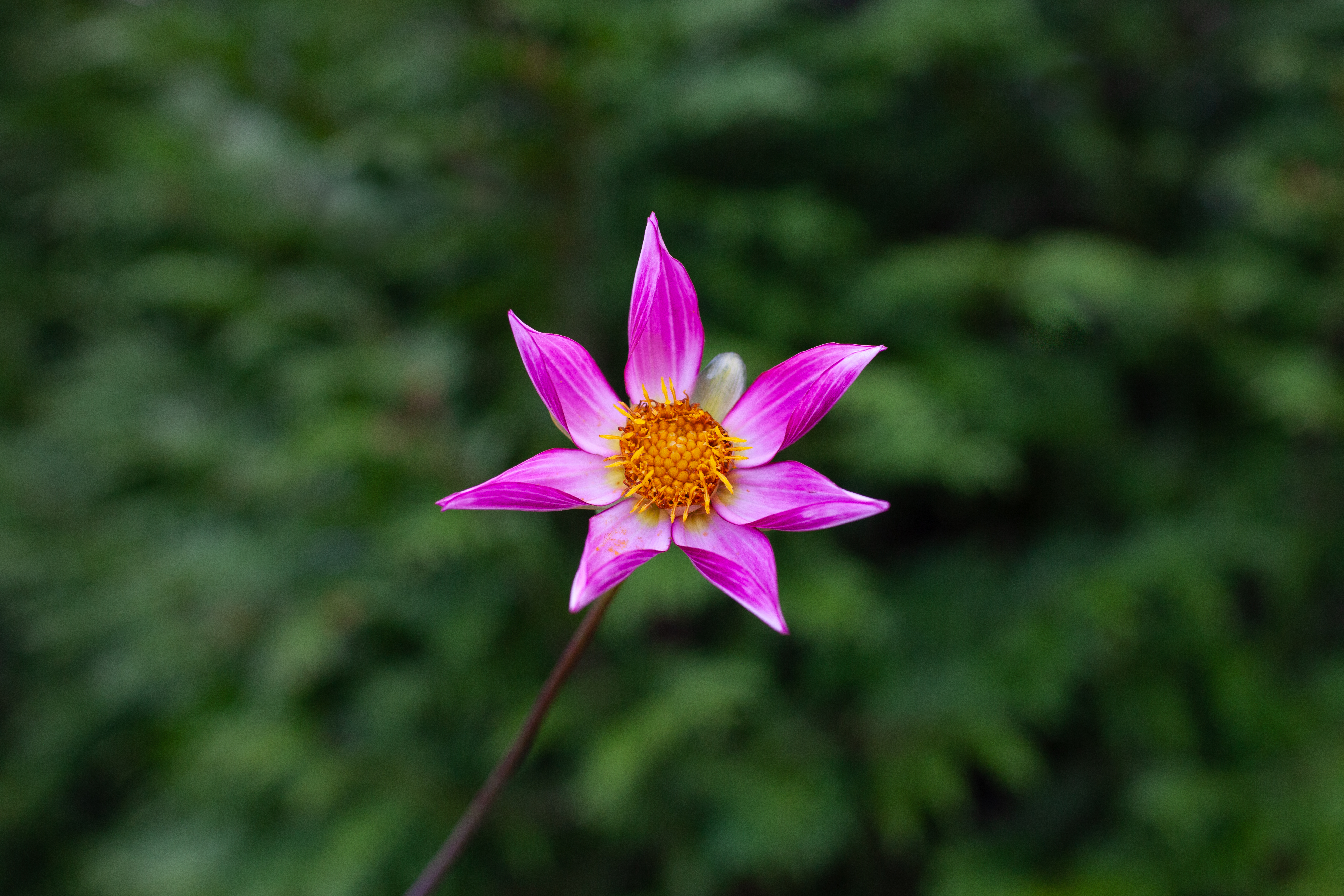 Bloomquist Harmony dahlia