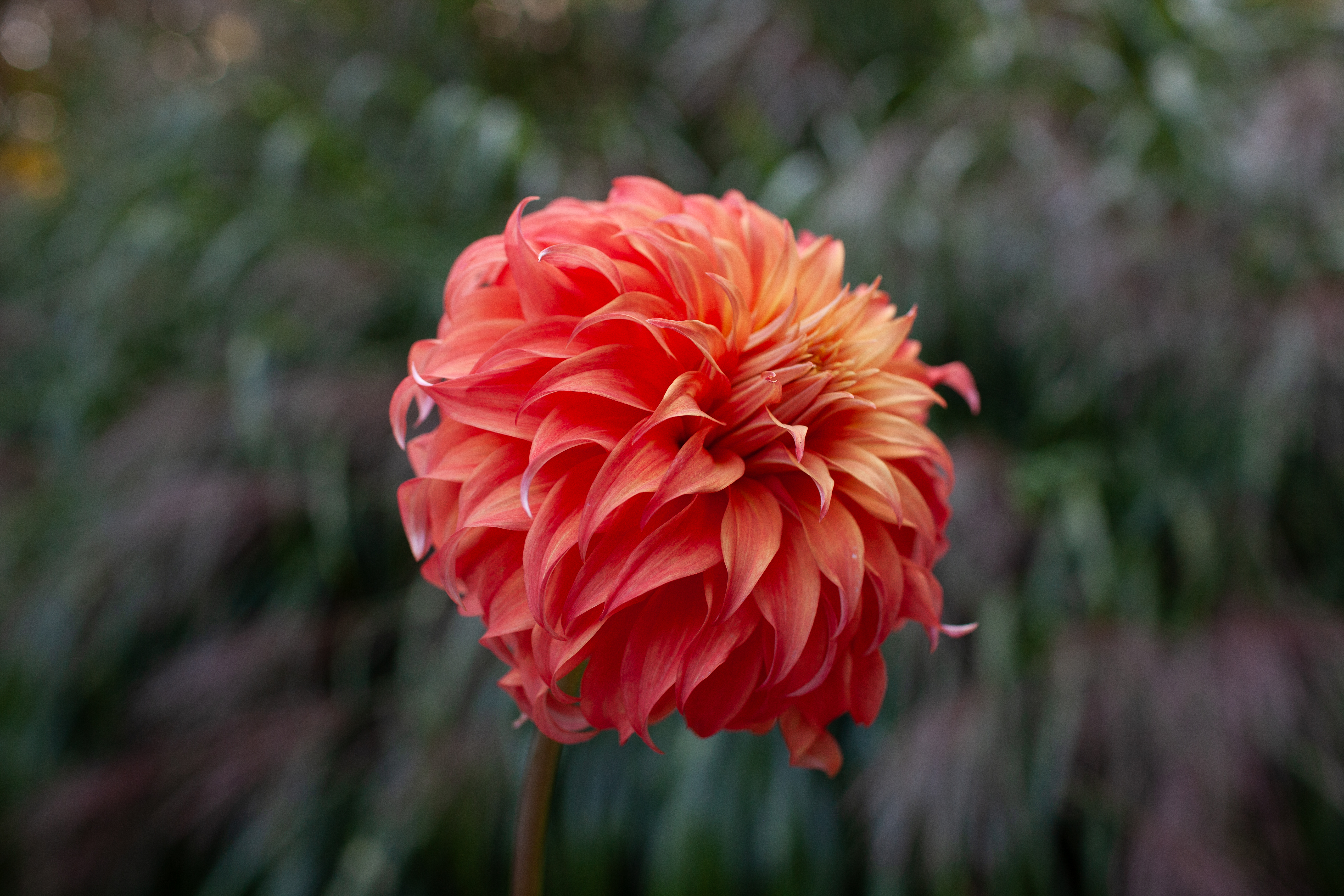 Bloomquist Jean dahlia