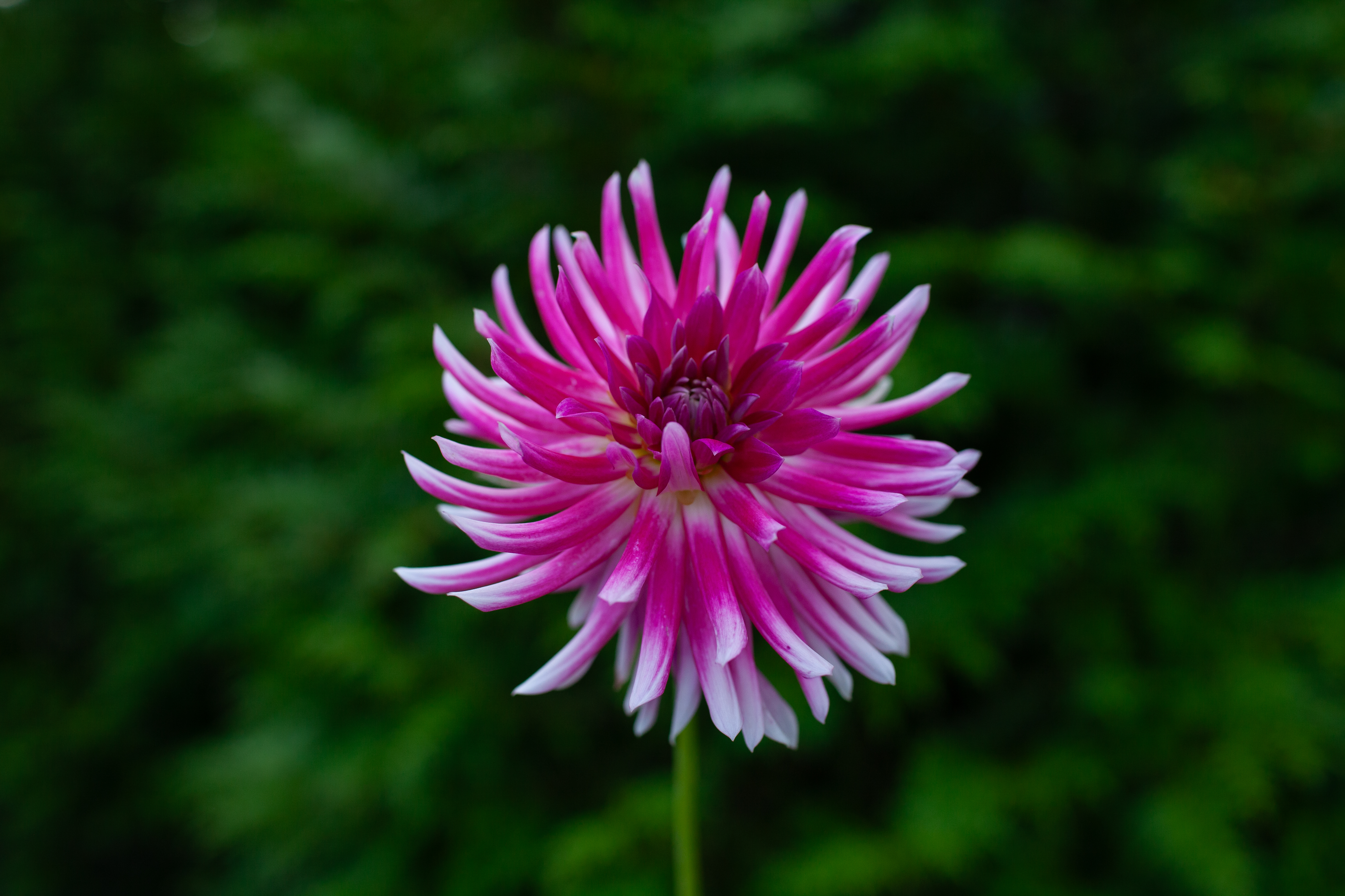 Bloomquist Loud dahlia
