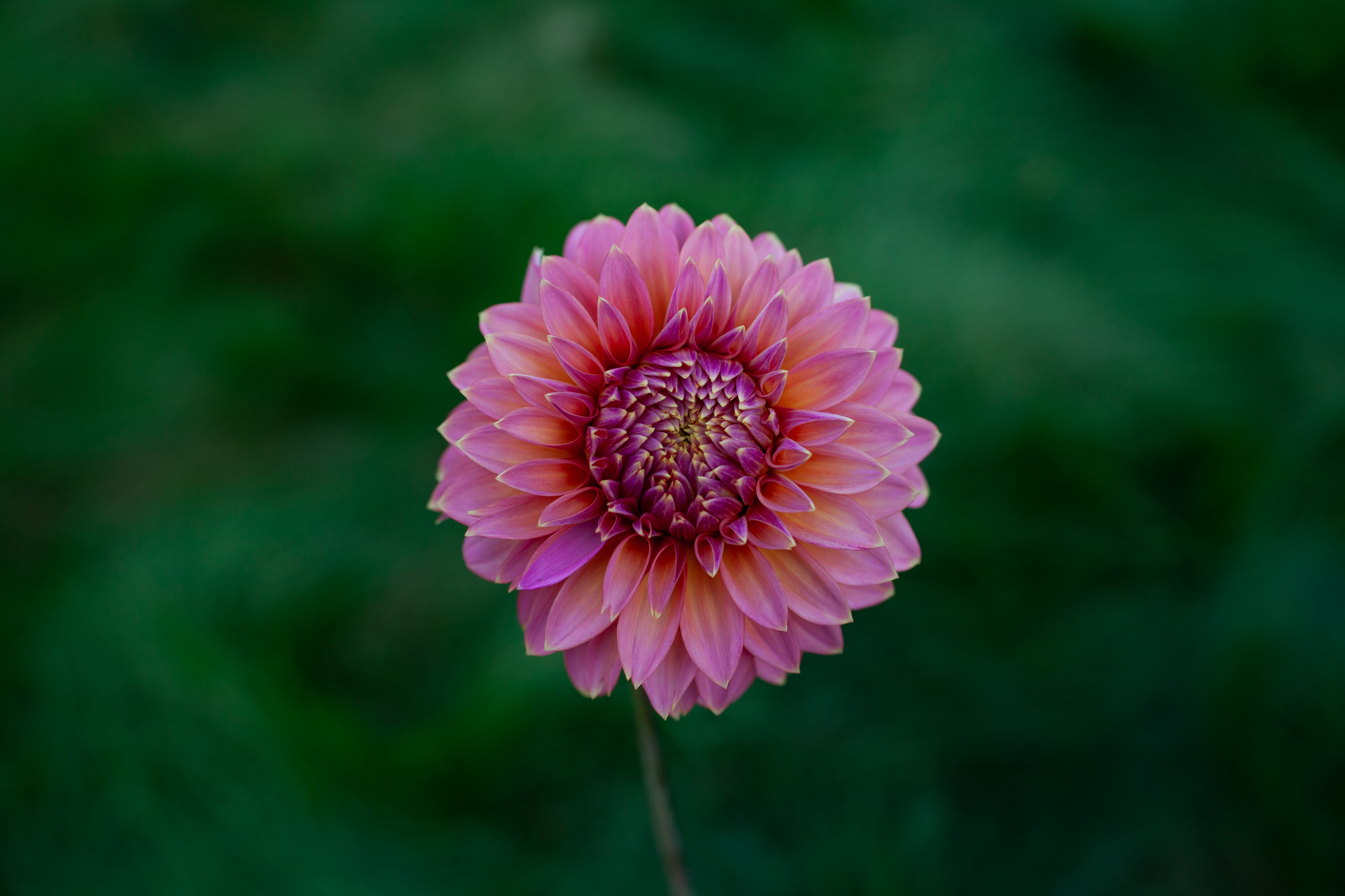 Bloomquist Mojo dahlia