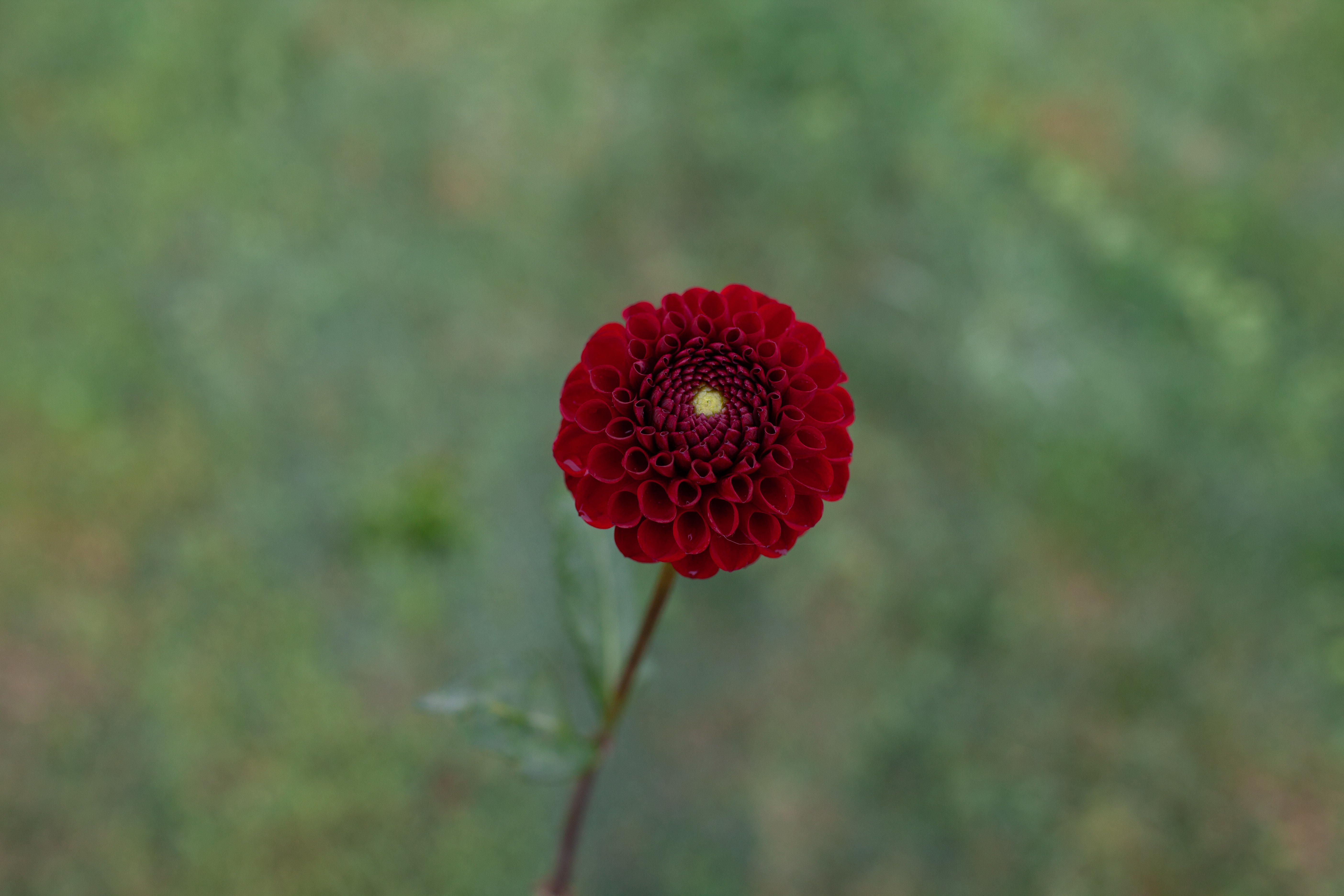 Bloomquist Paul Jr dahlia