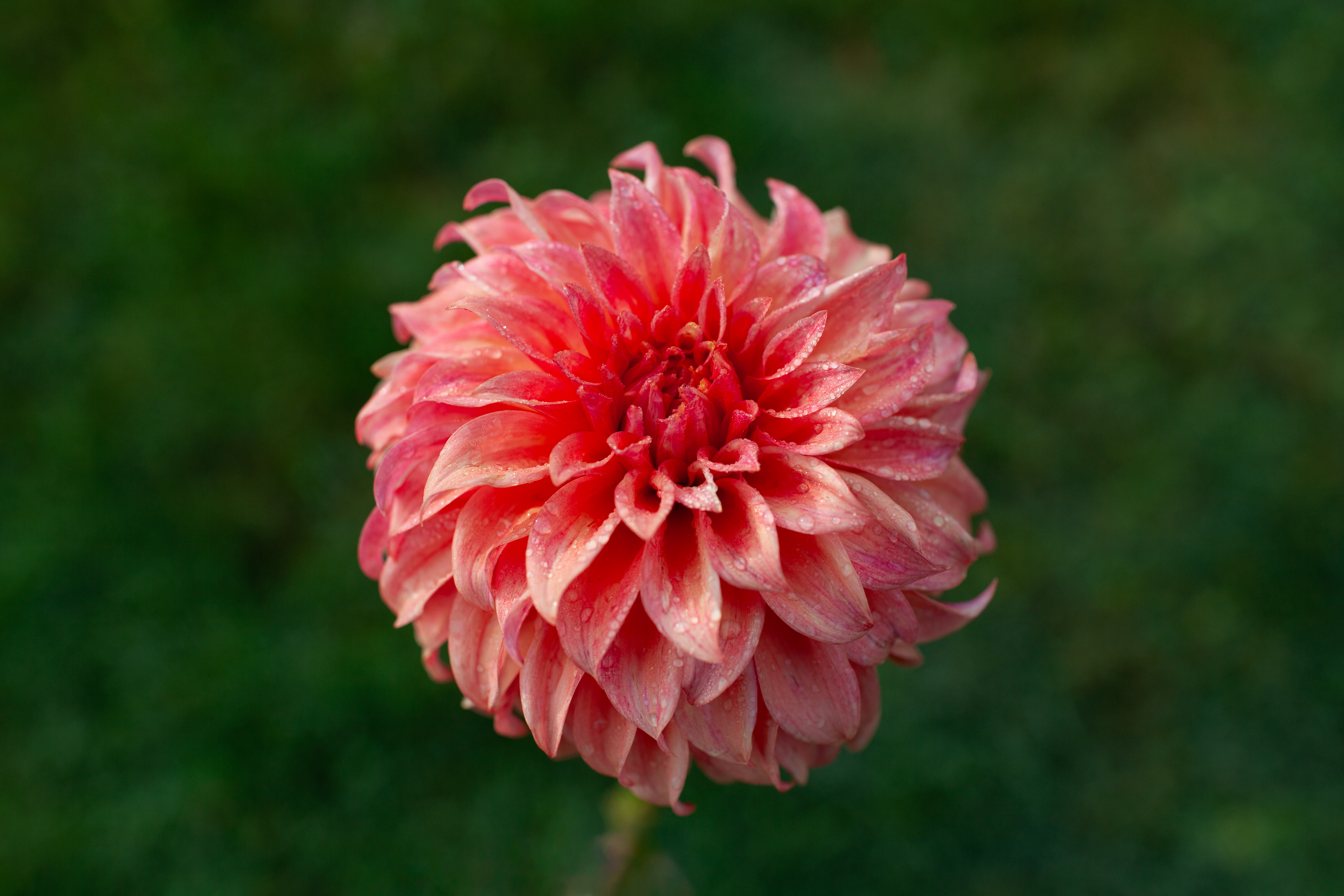 Bloomquist Pleasing dahlia
