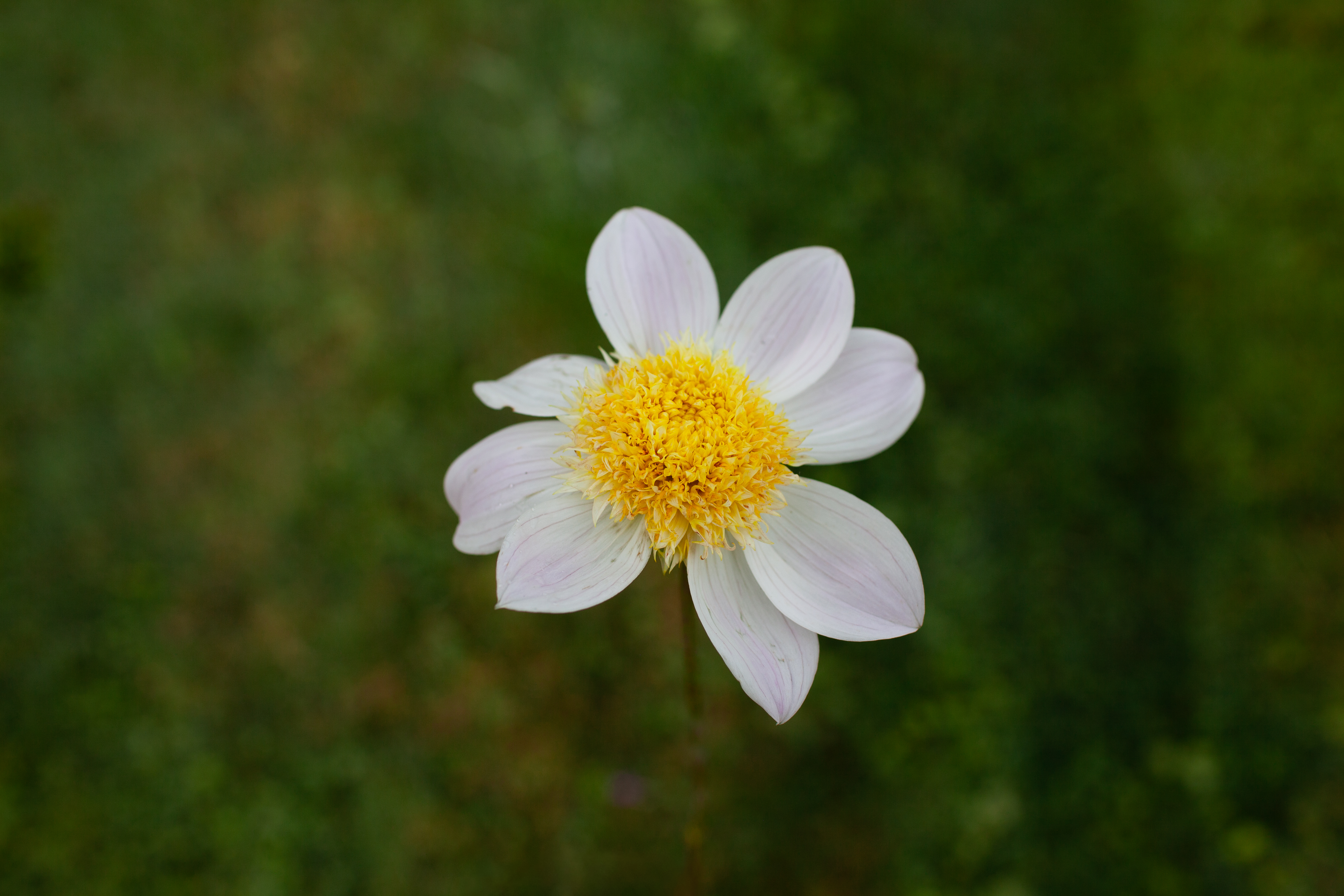 Bloomquist Morris dahlia