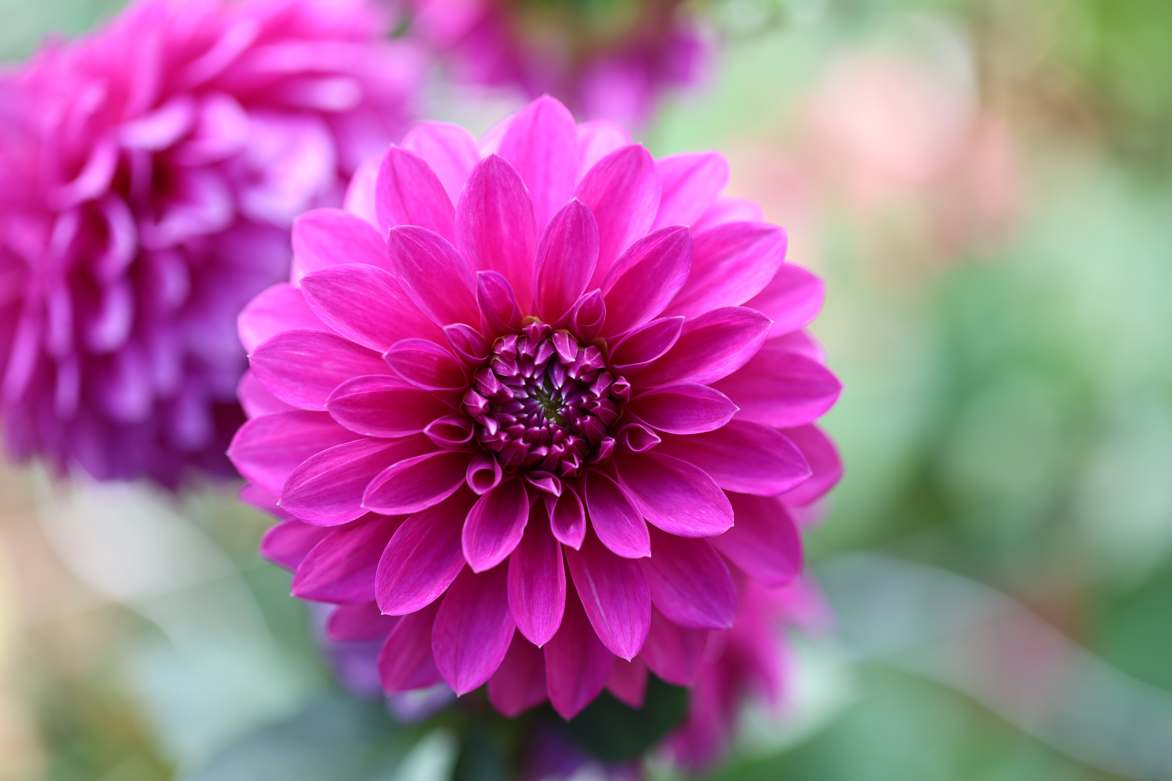 Bloomquist Ruby dahlia