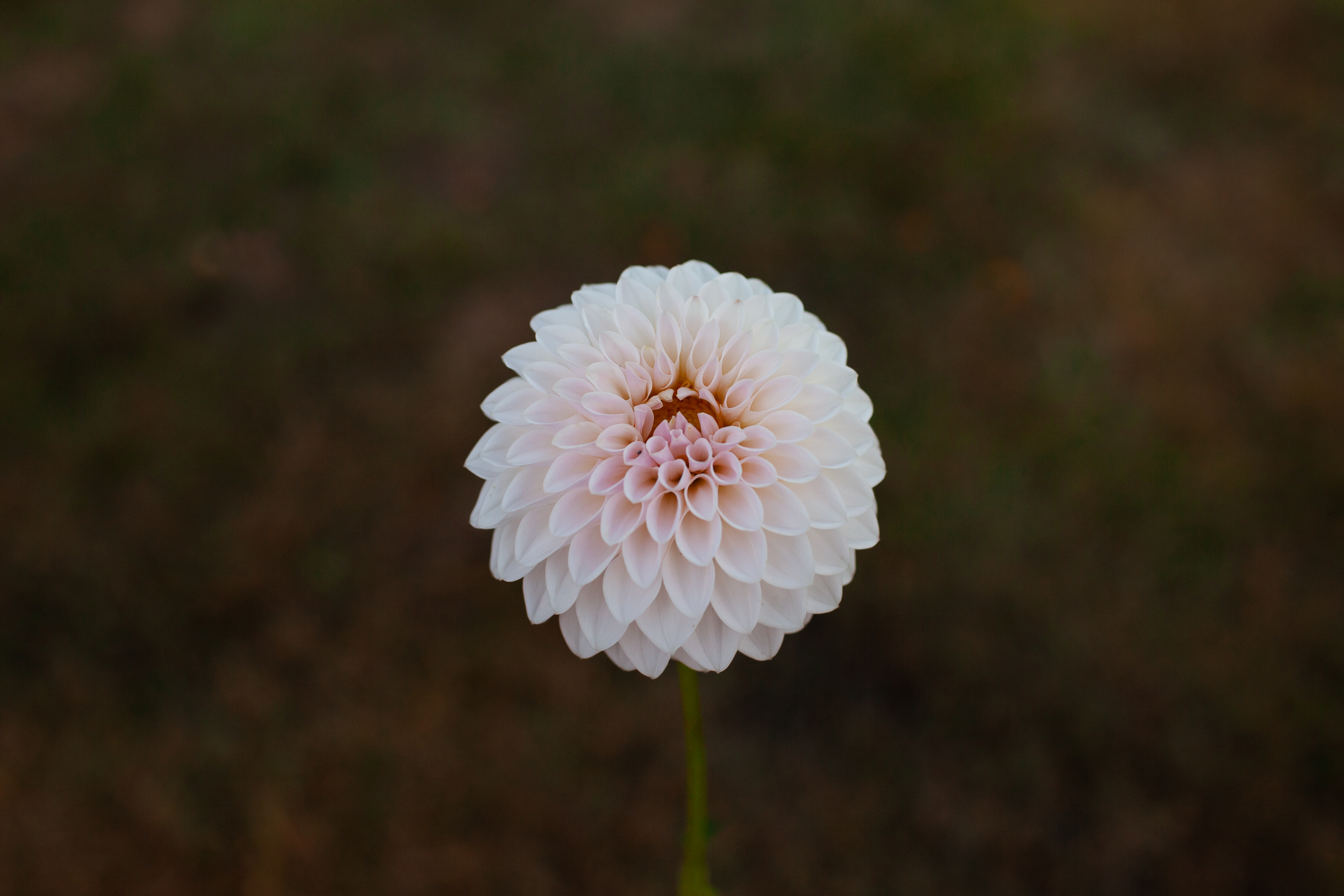 Bloomquist Tory P dahlia