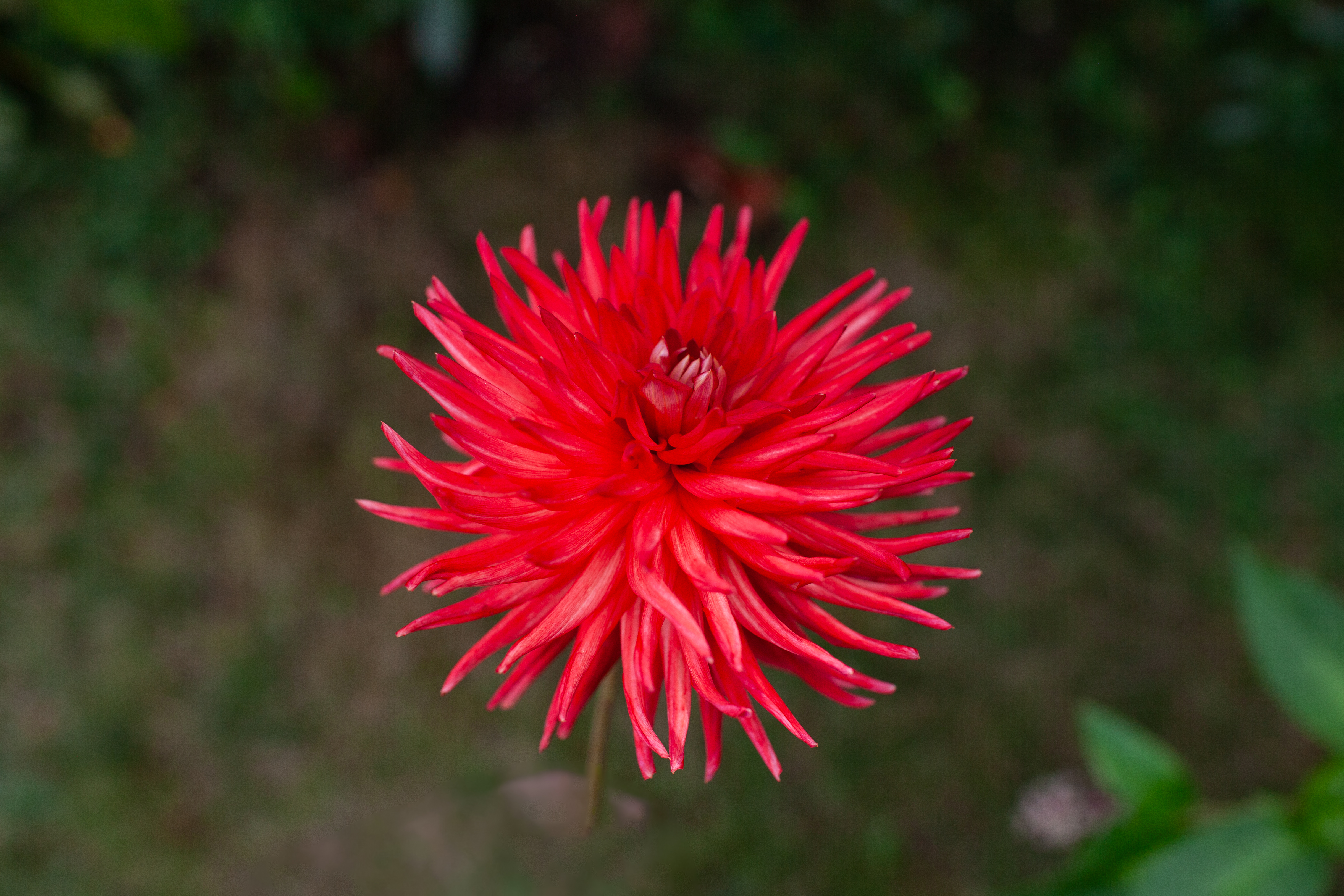 Bloomquist Tracy dahlia