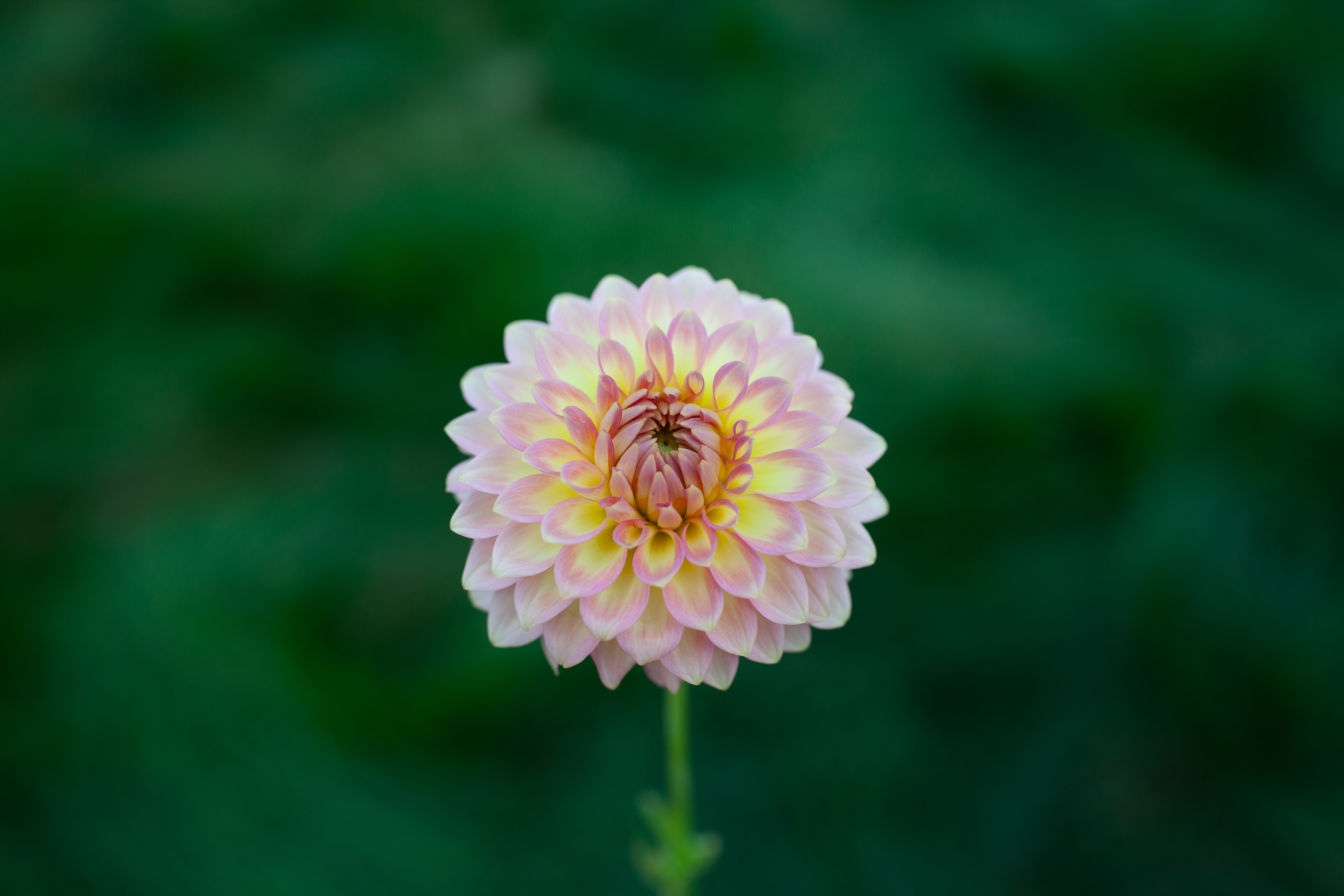 Bloomquist Tropic dahlia