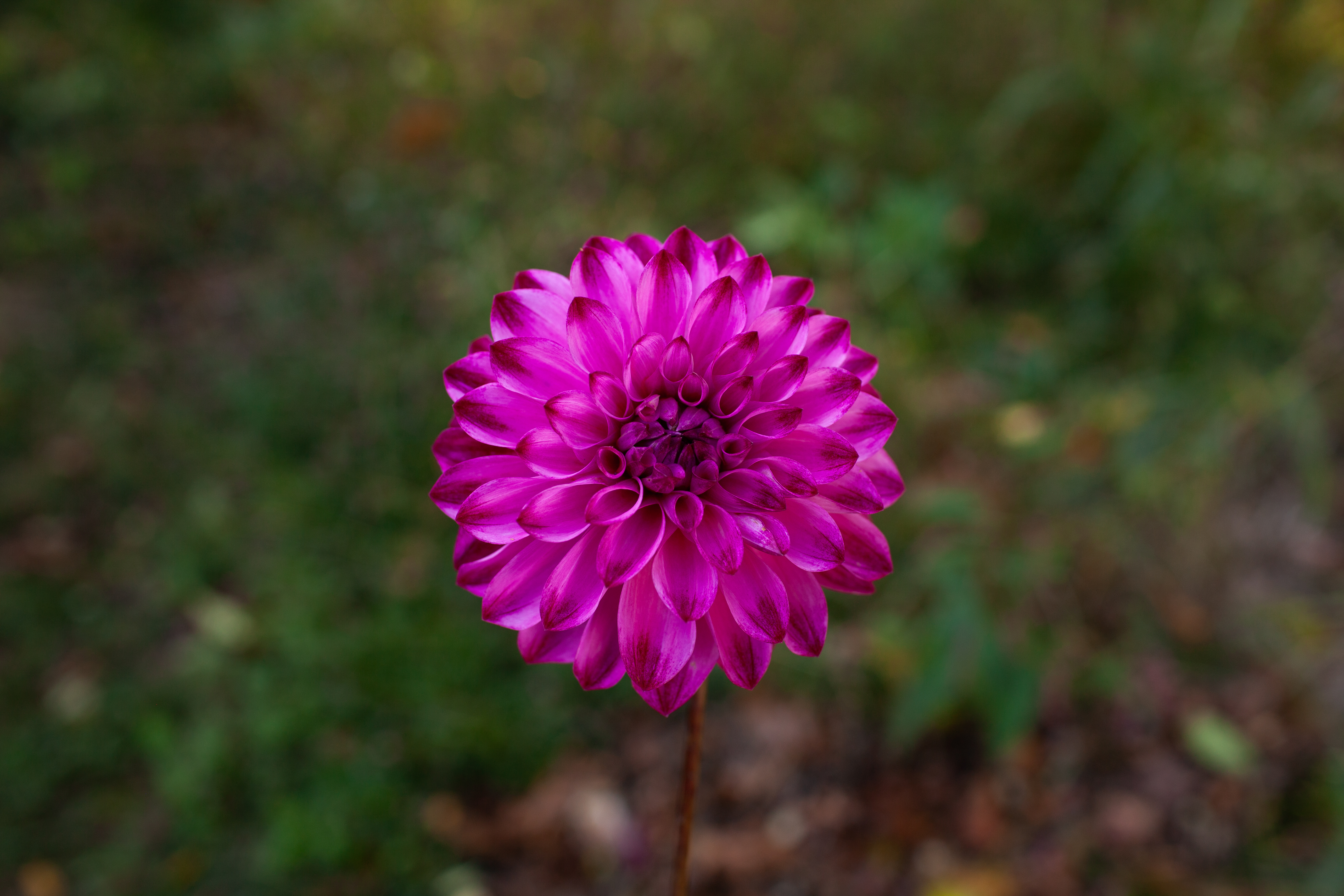 Bloomquist Vivian R dahlia