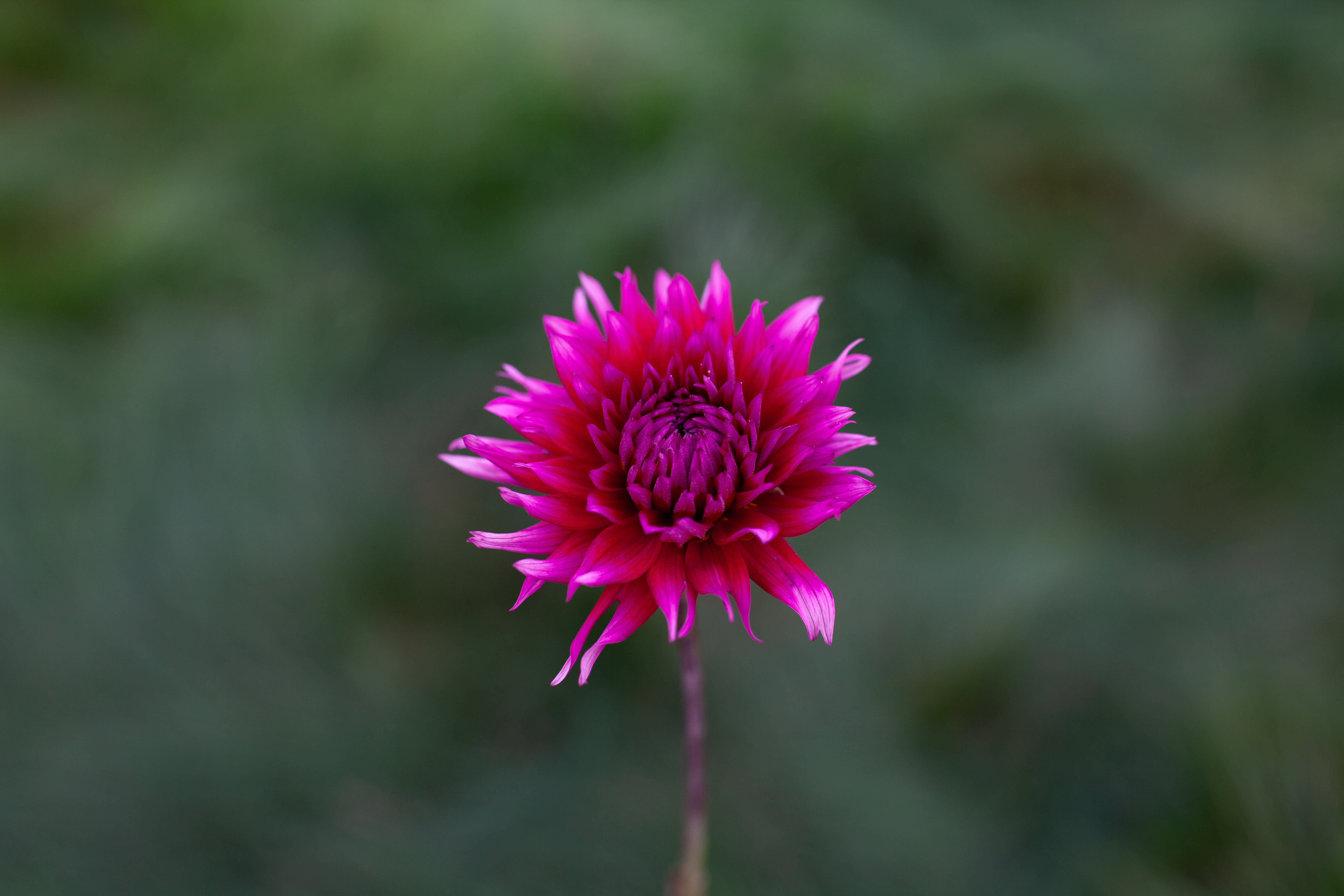 Bloomquist Wendy B dahlia