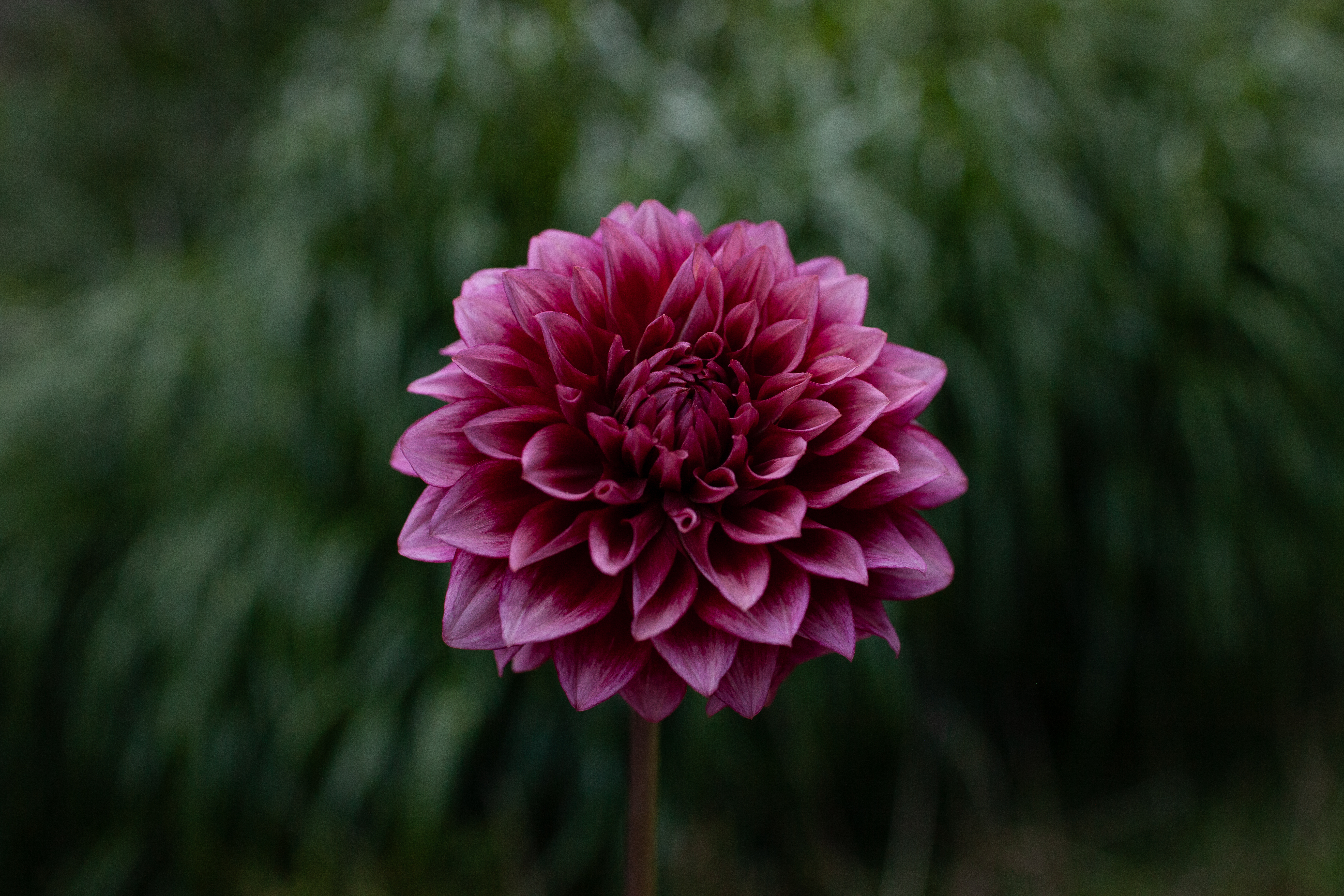 Bloomquist York dahlia