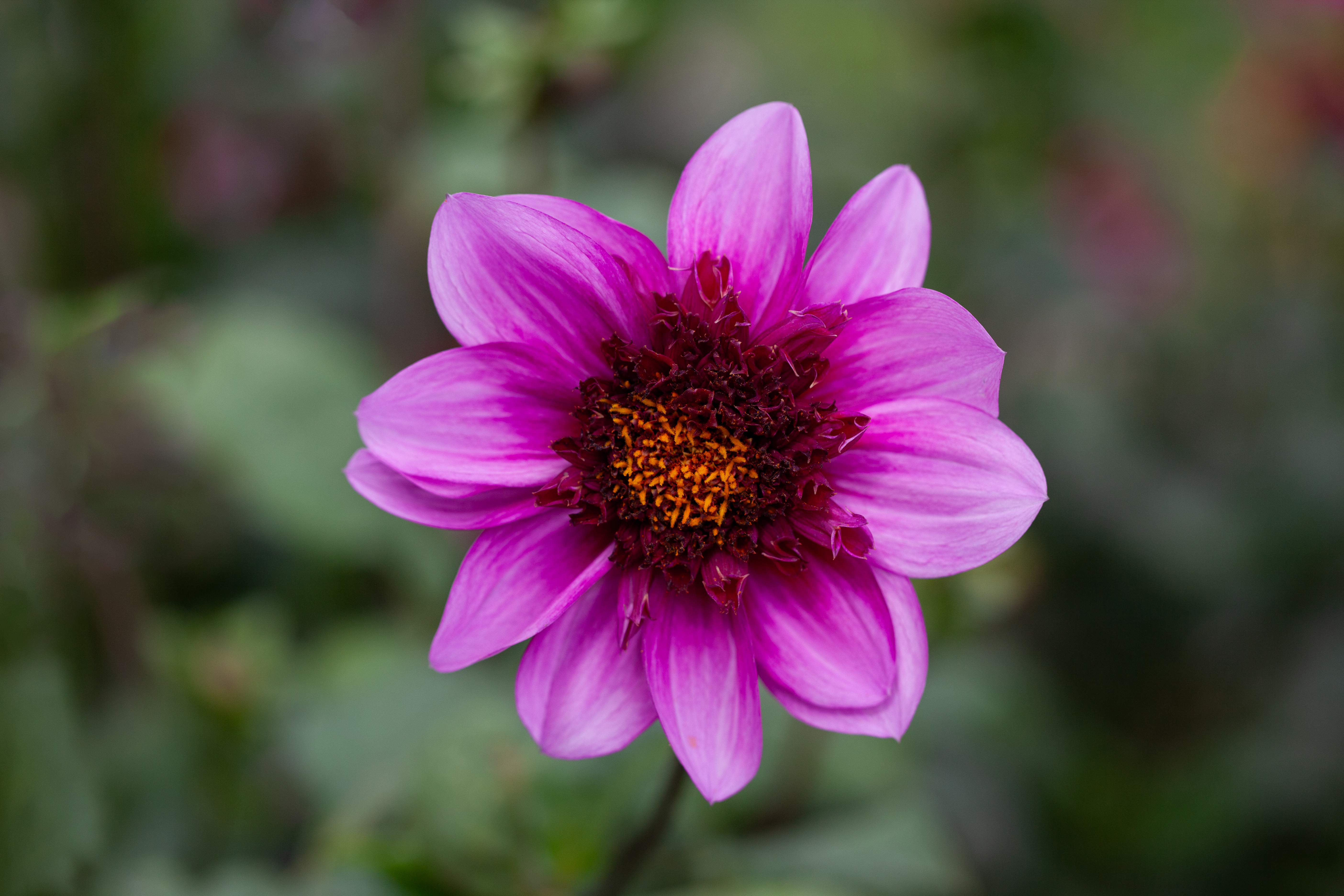 Blue Bayou dahlia
