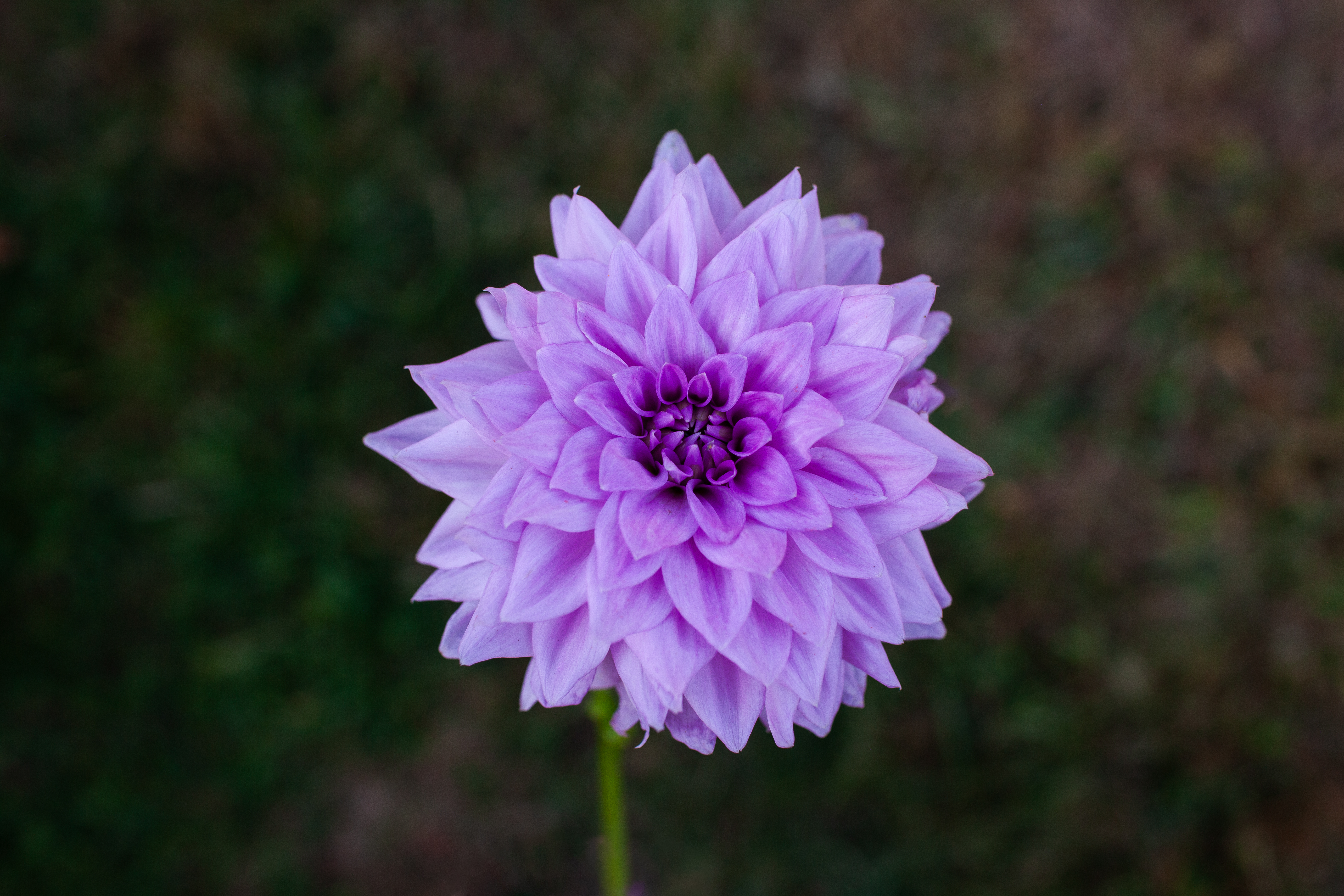 Blue Boy dahlia