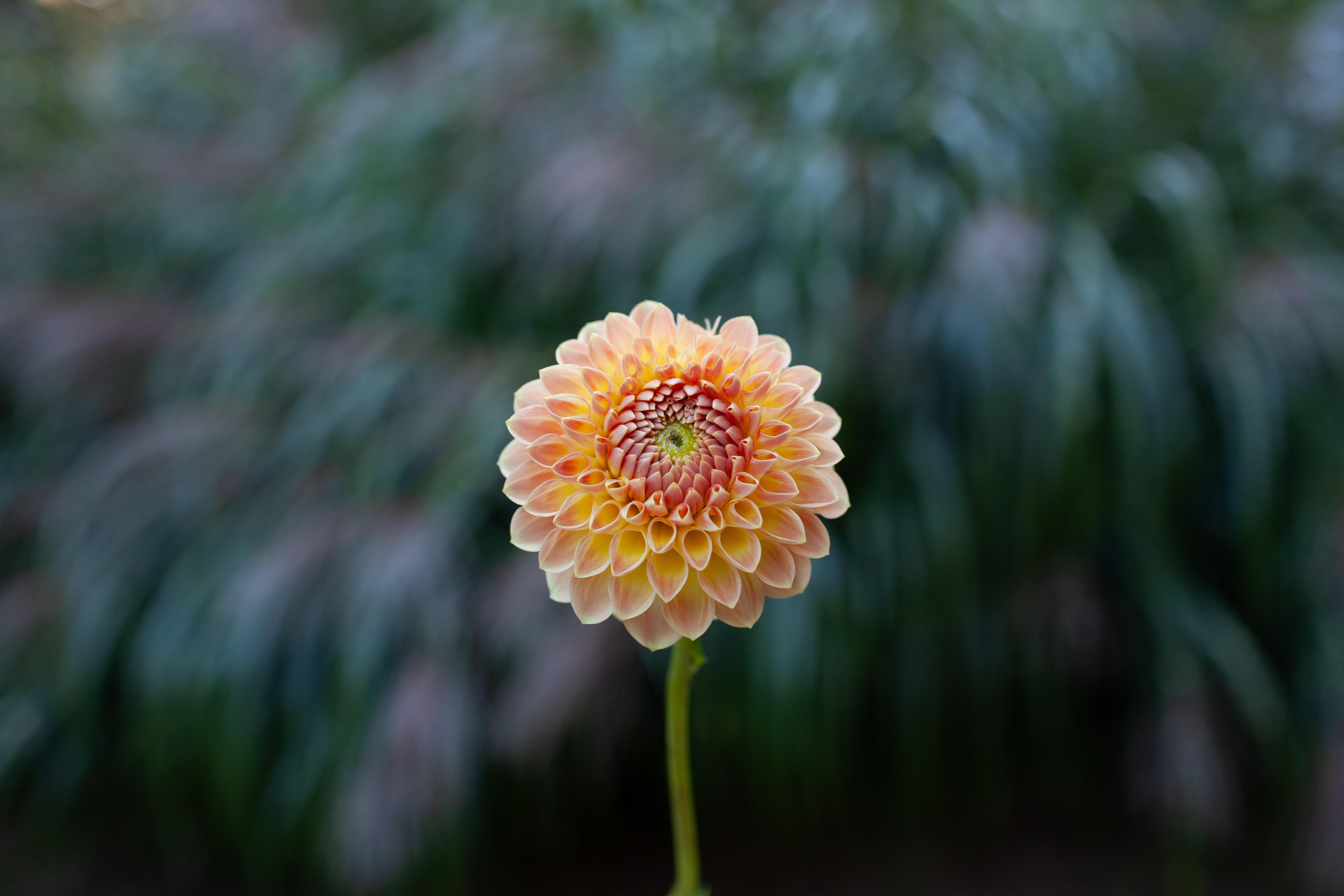 Blyton Softer Gleam dahlia