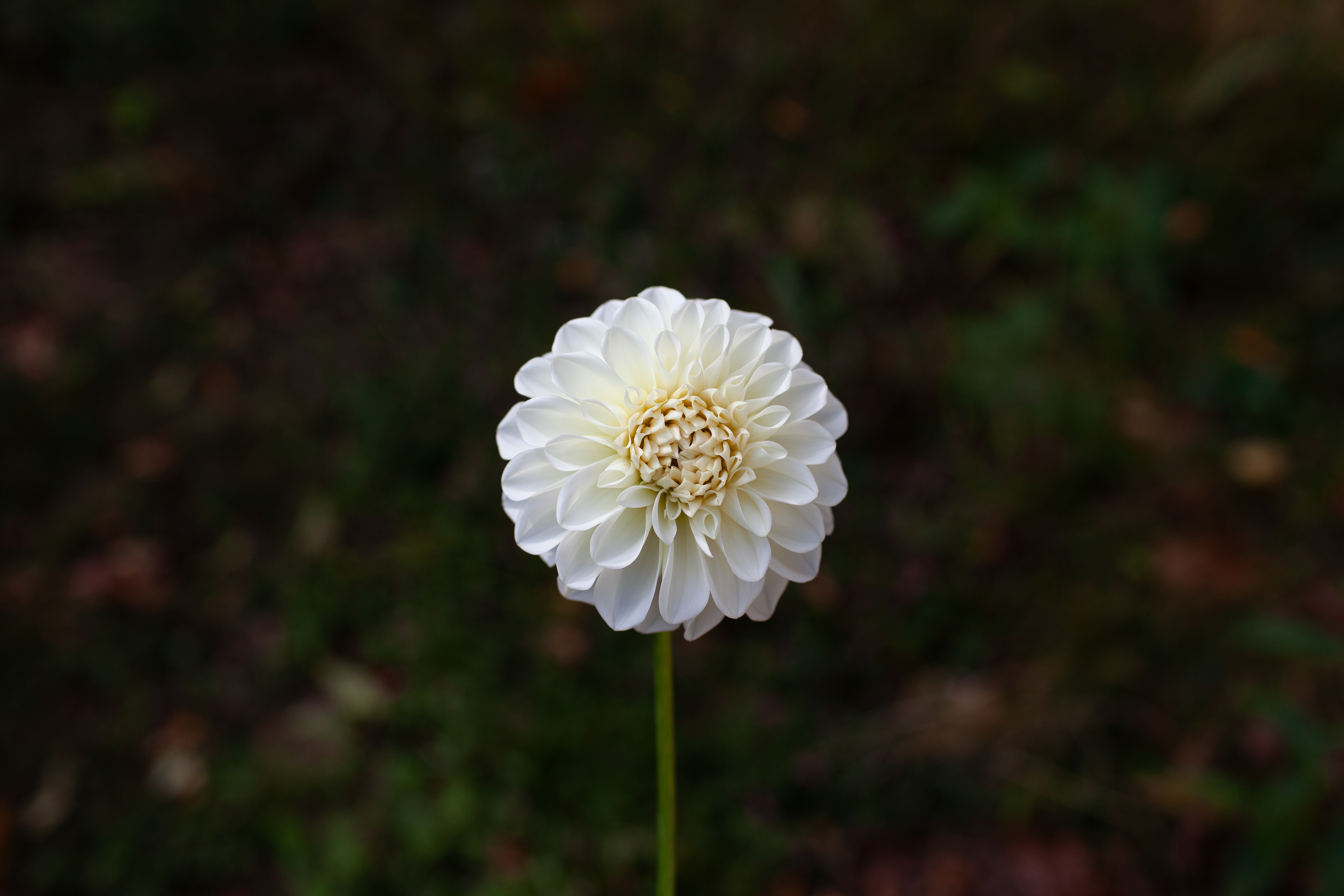 Boom Boom White dahlia