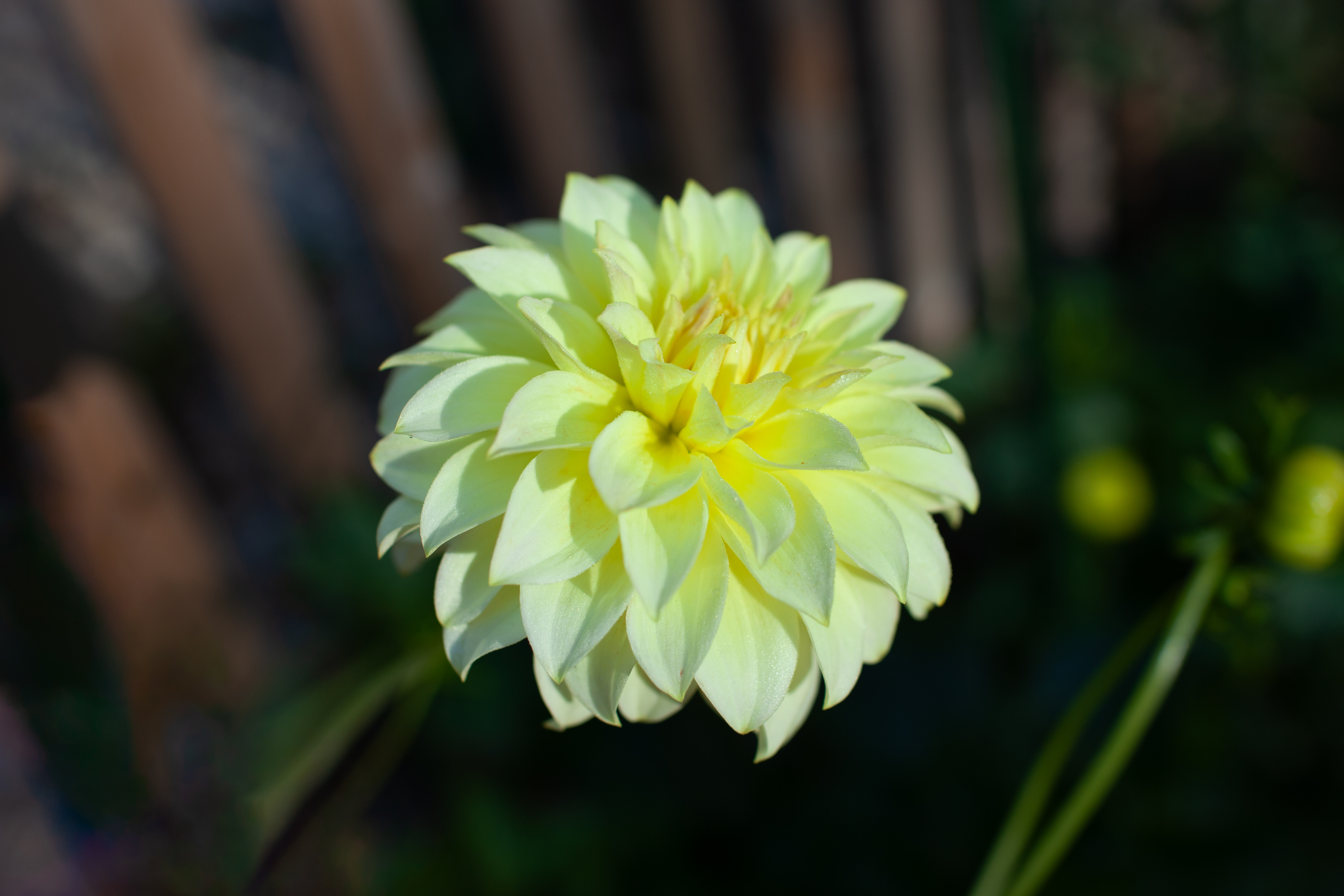 Born Sty dahlia