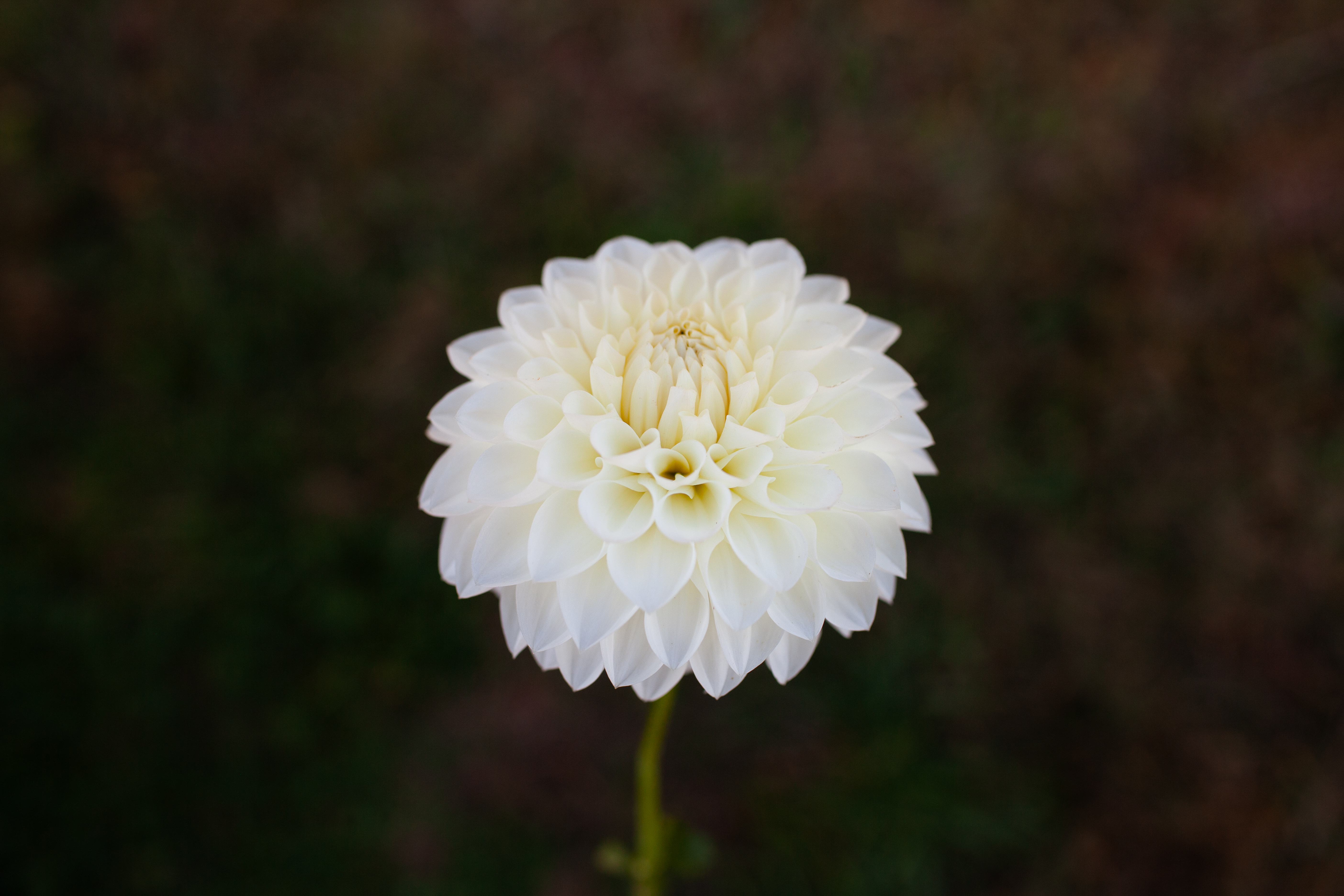 Boundary Snowflake dahlia