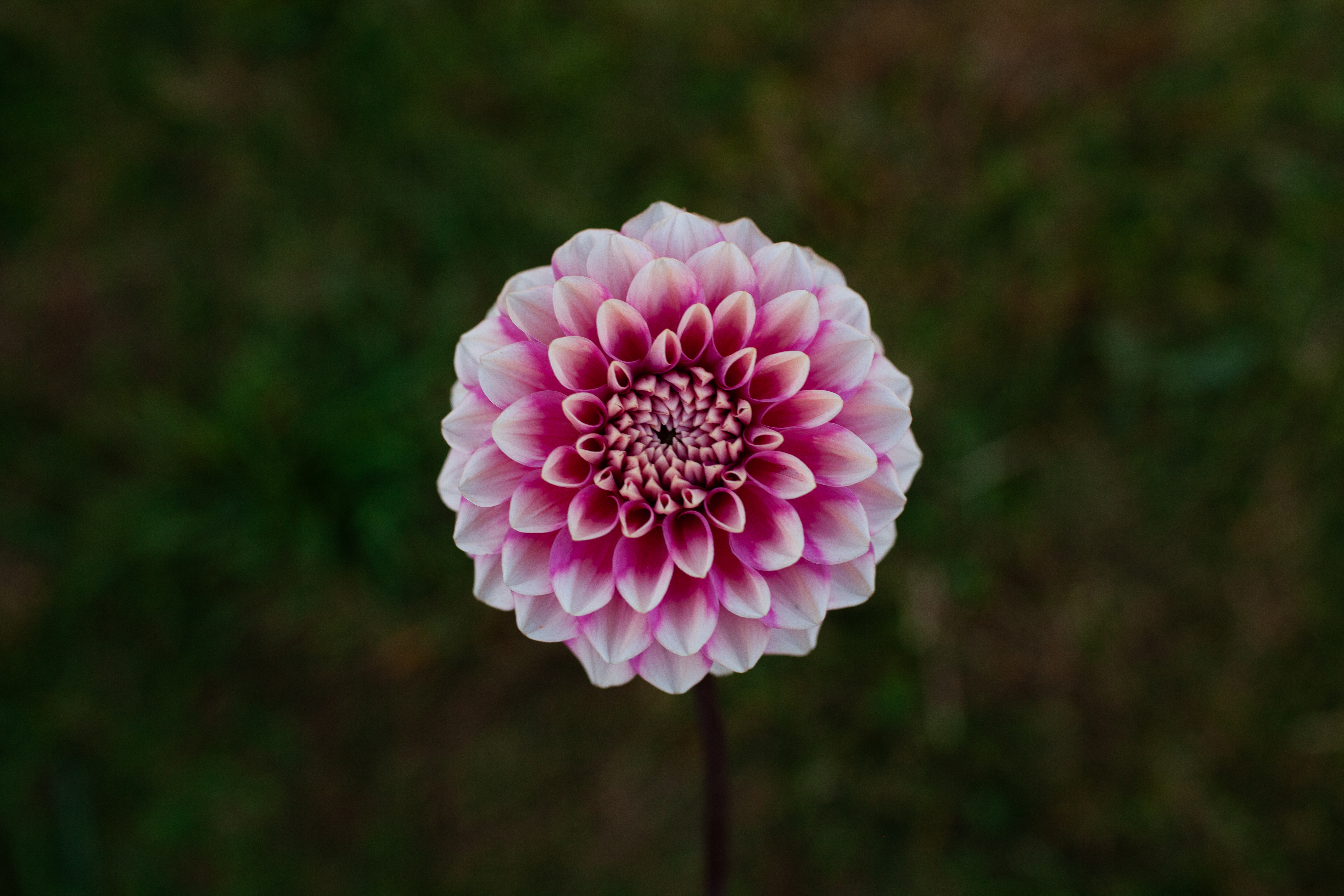 Bowser Denyse dahlia