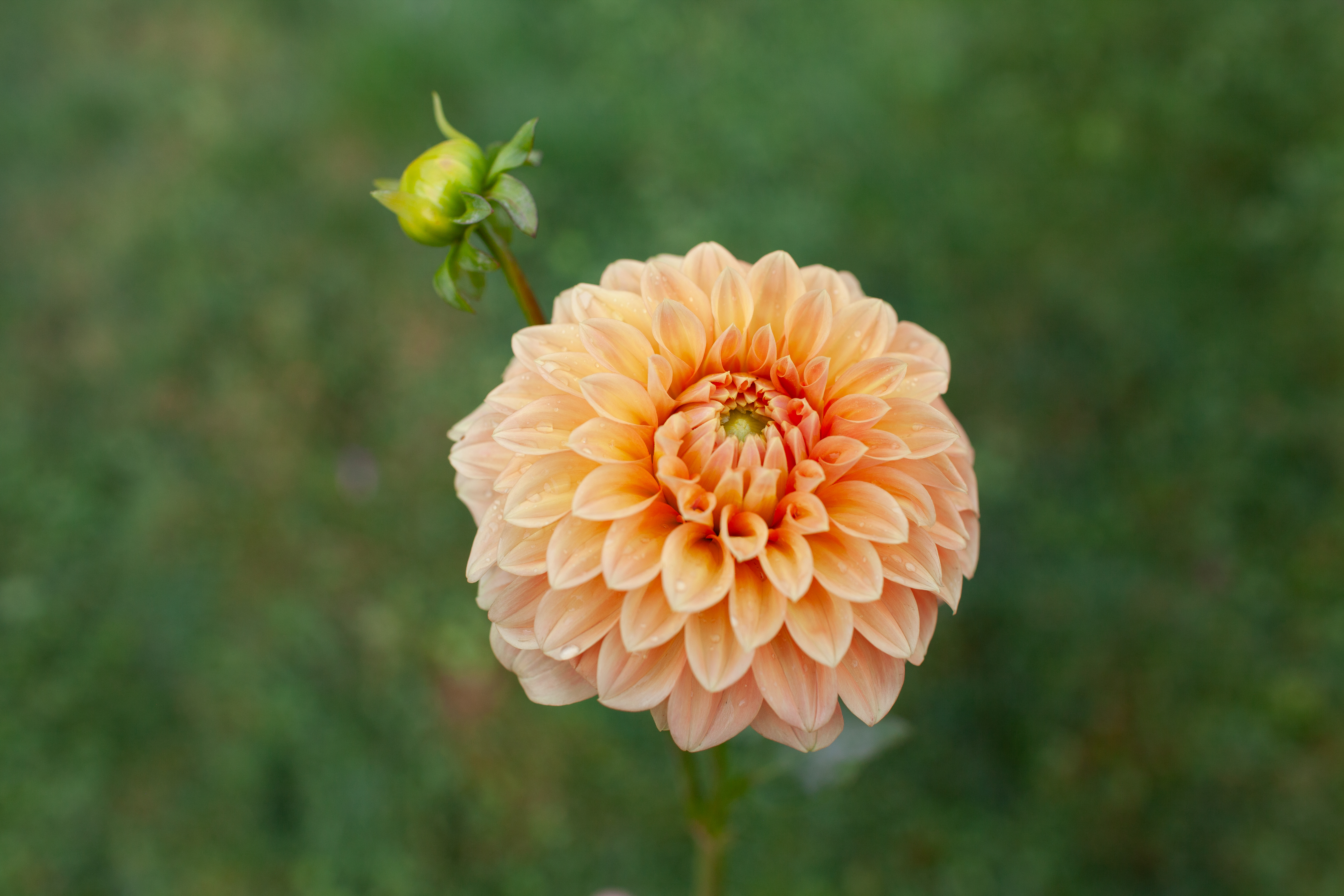 Bracken Palomino dahlia