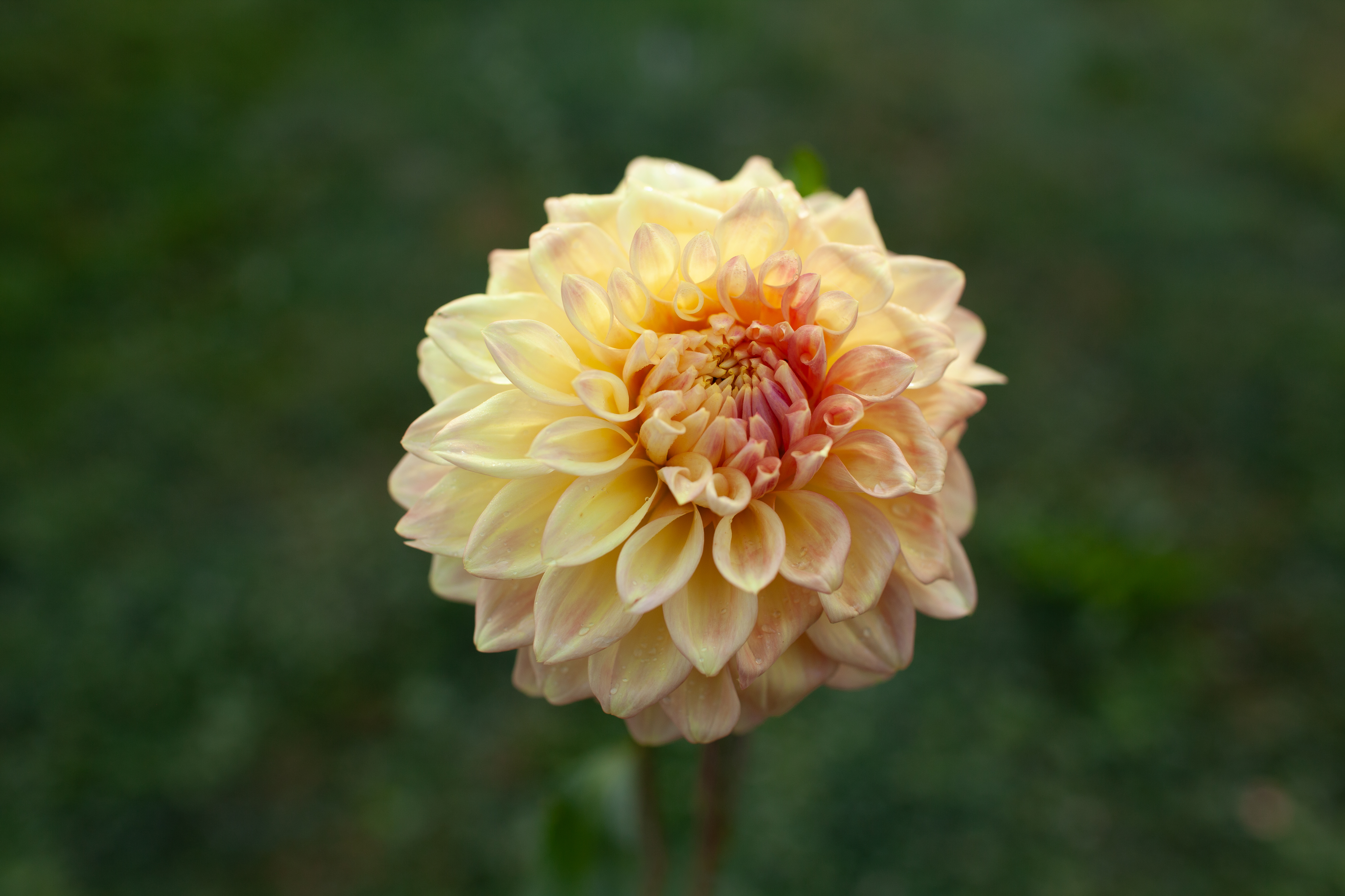 Bracken Sarah dahlia