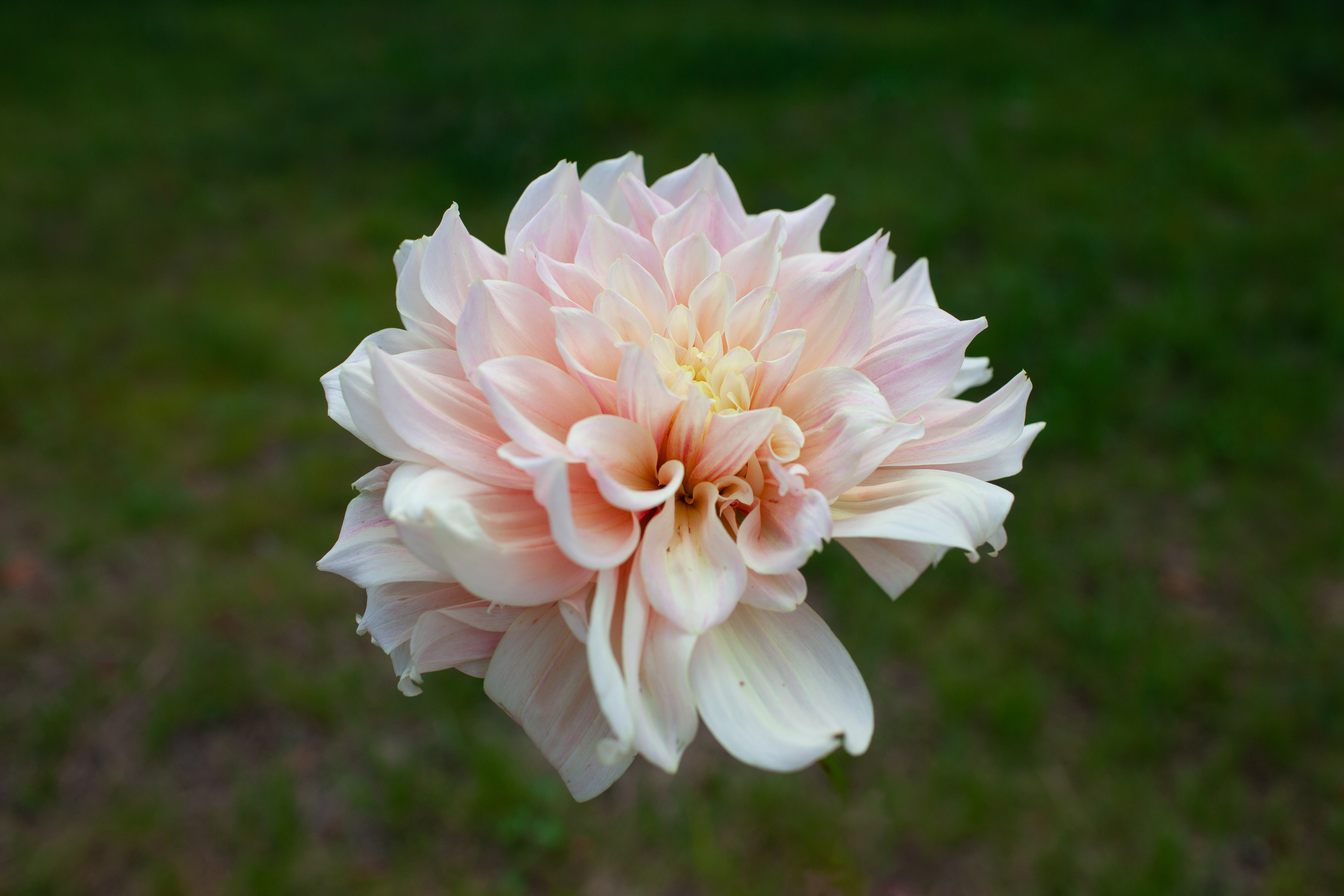 Break Out dahlia