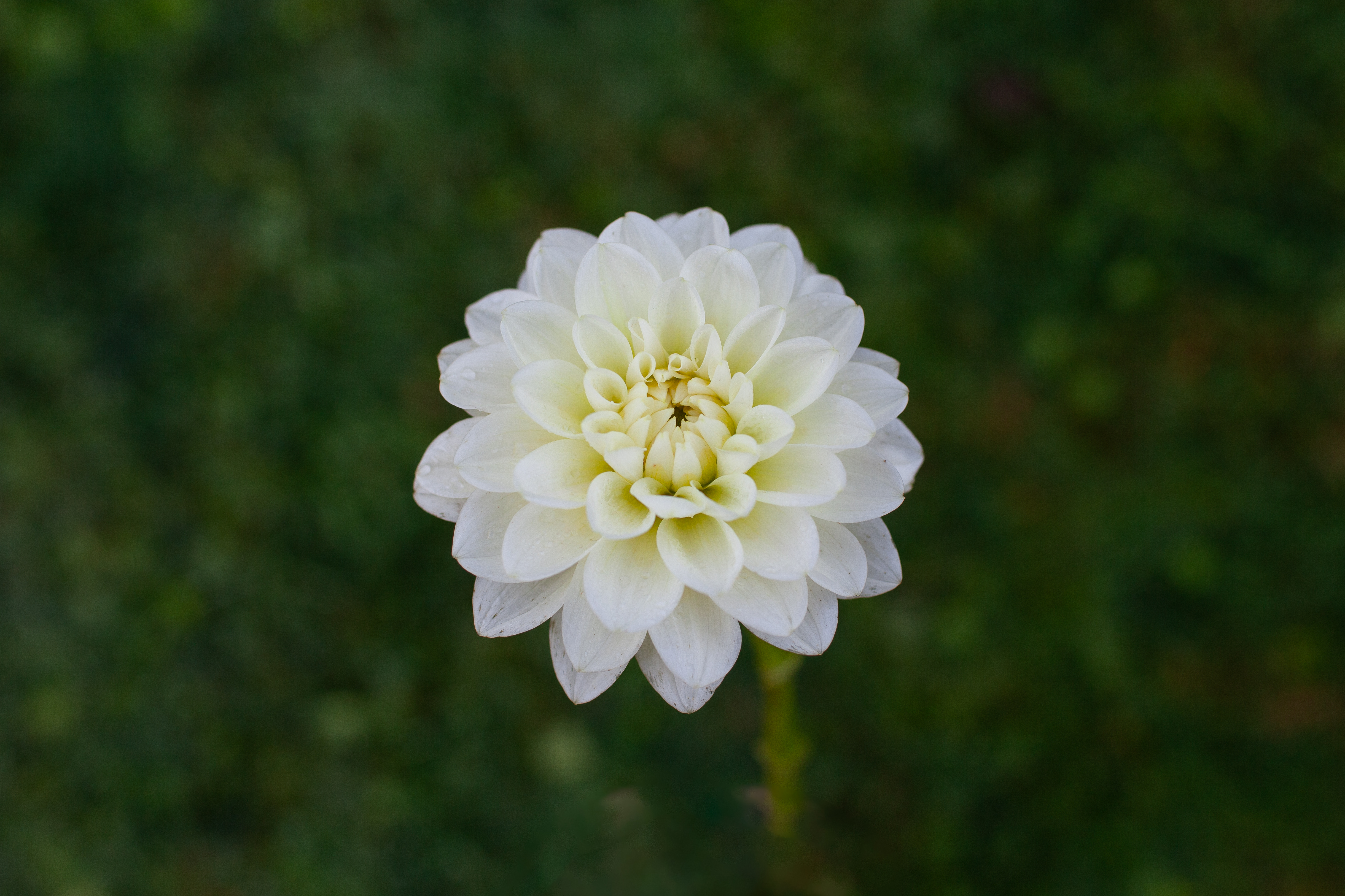 Bride To Be dahlia