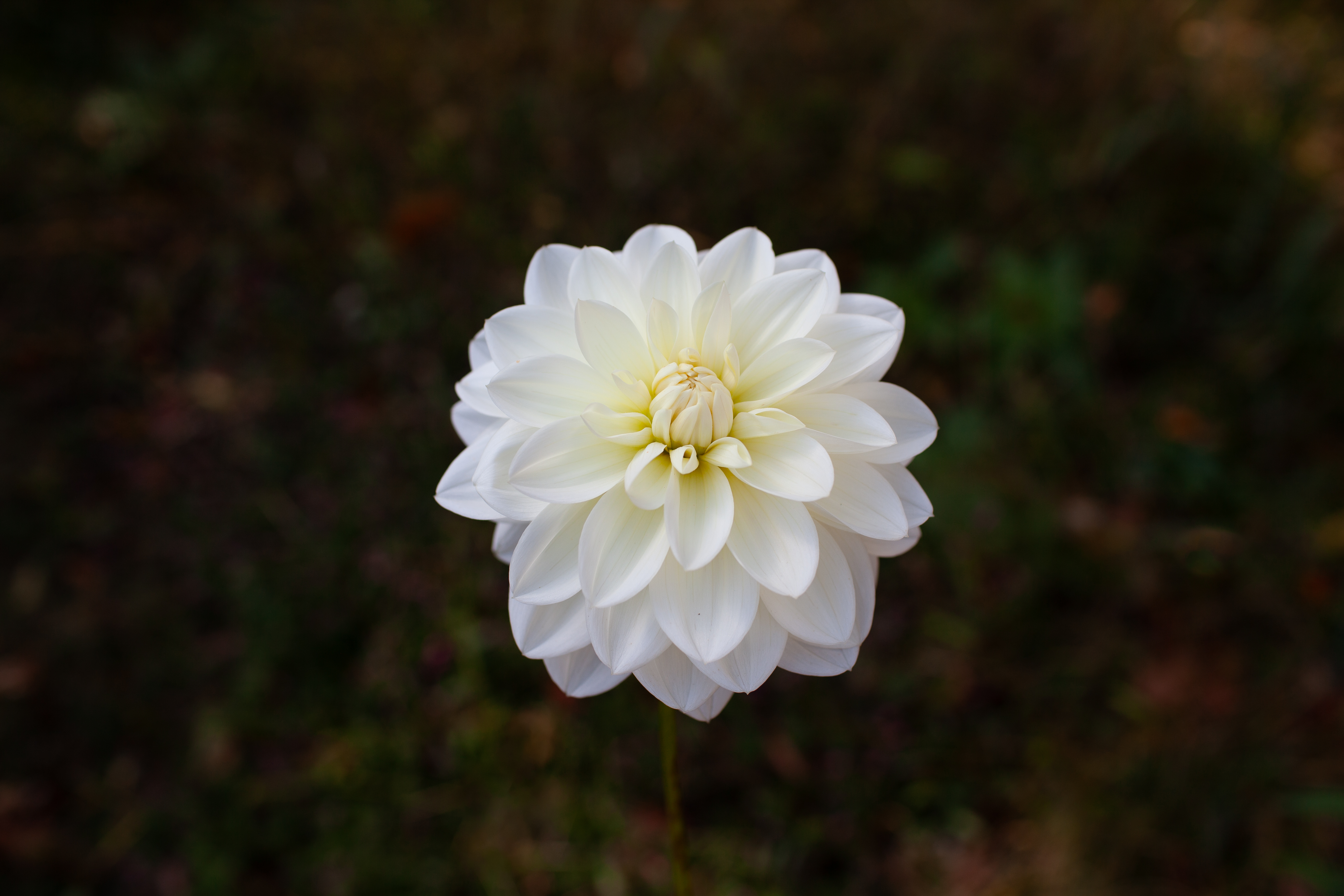 Bridezilla dahlia