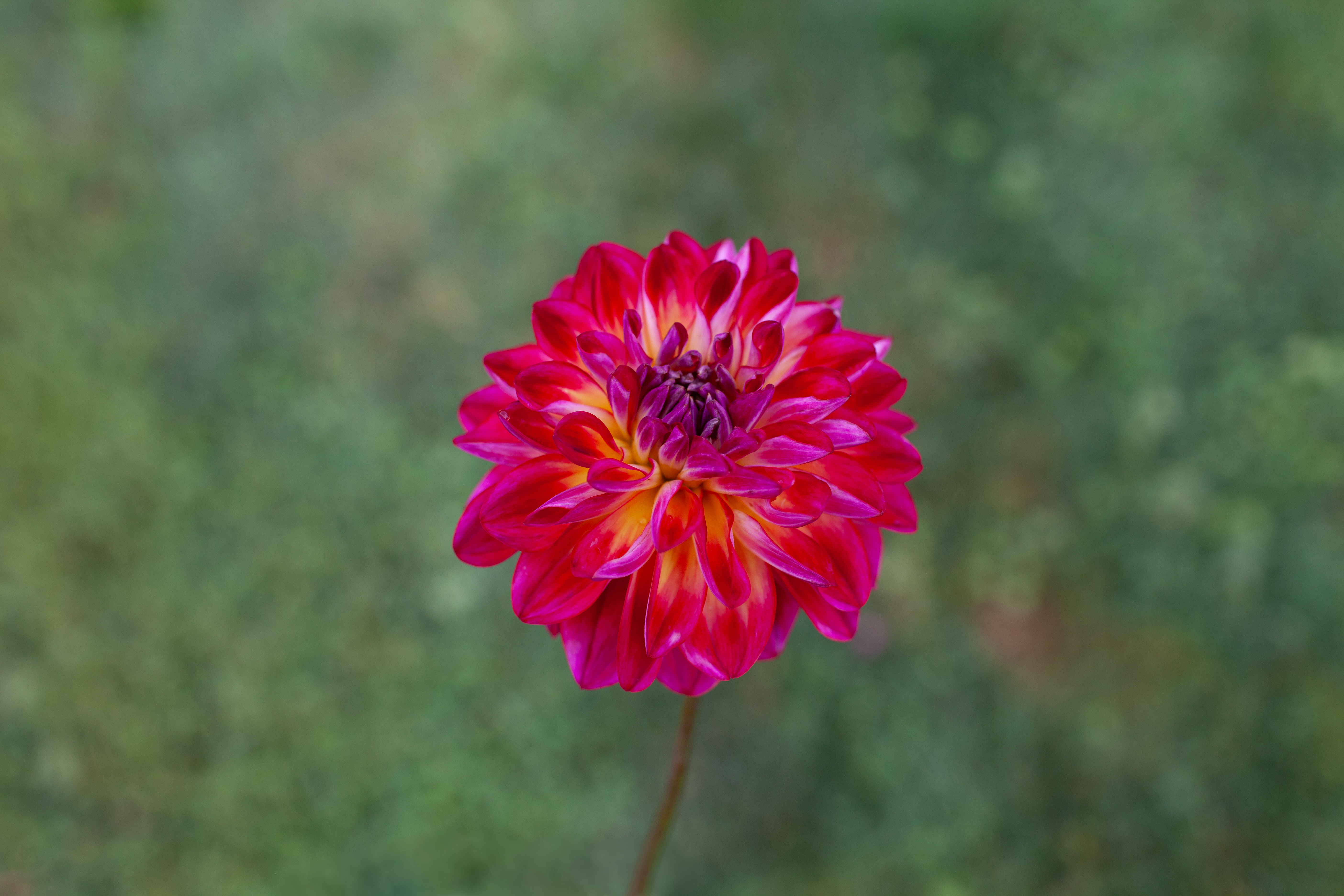 Brittany Rey dahlia