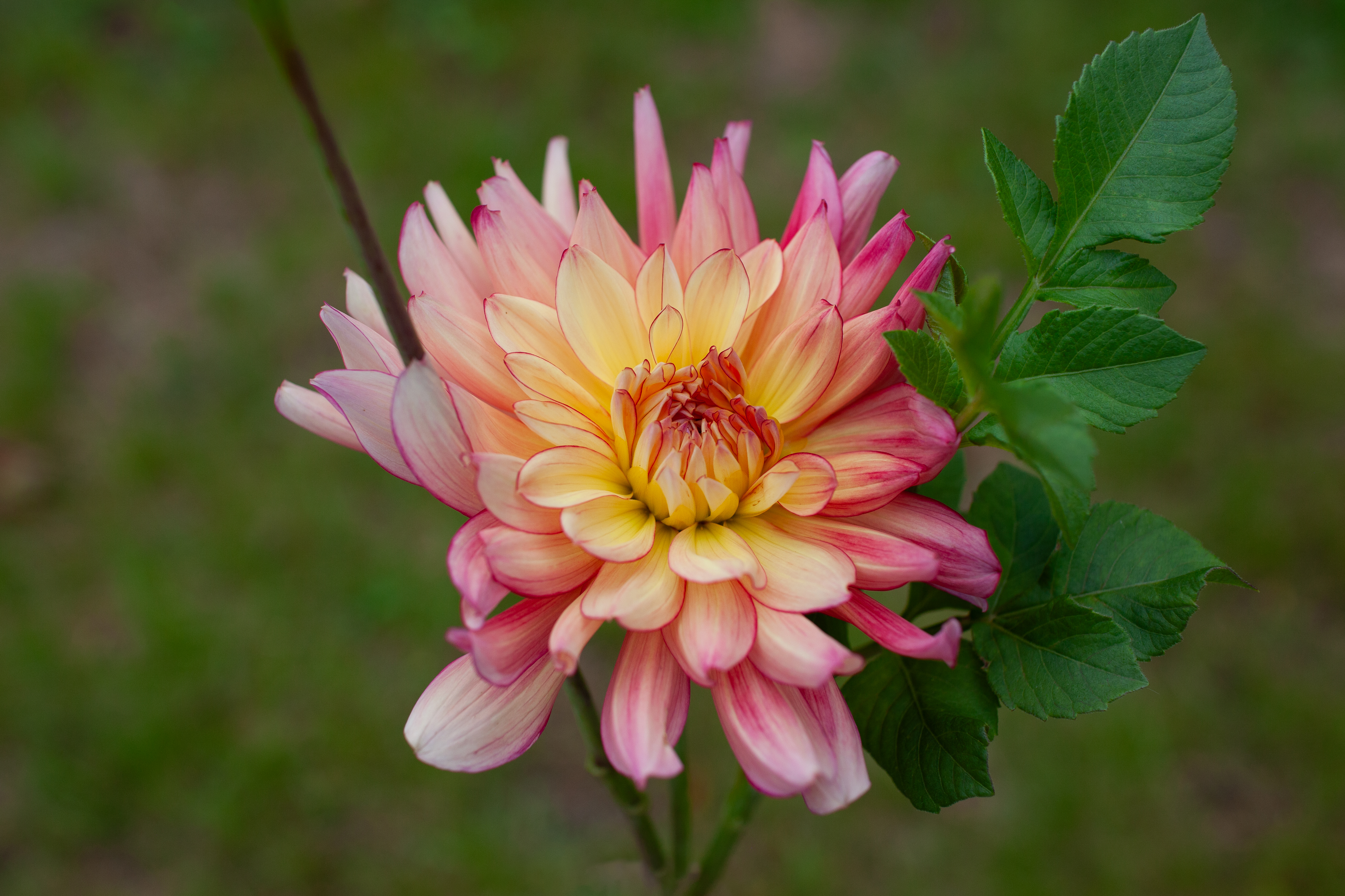 Bubbling Over dahlia