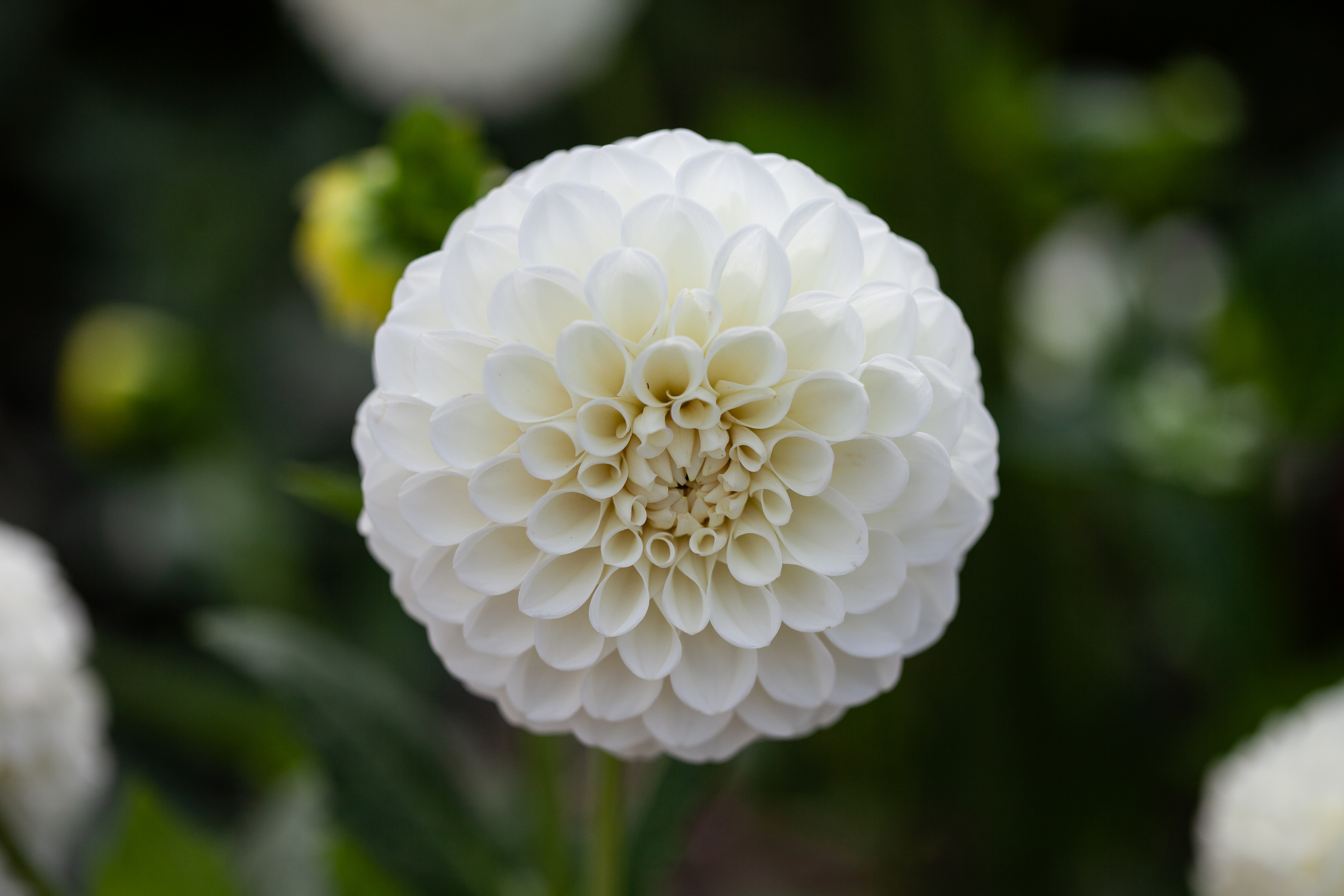 Brookside Snowball dahlia