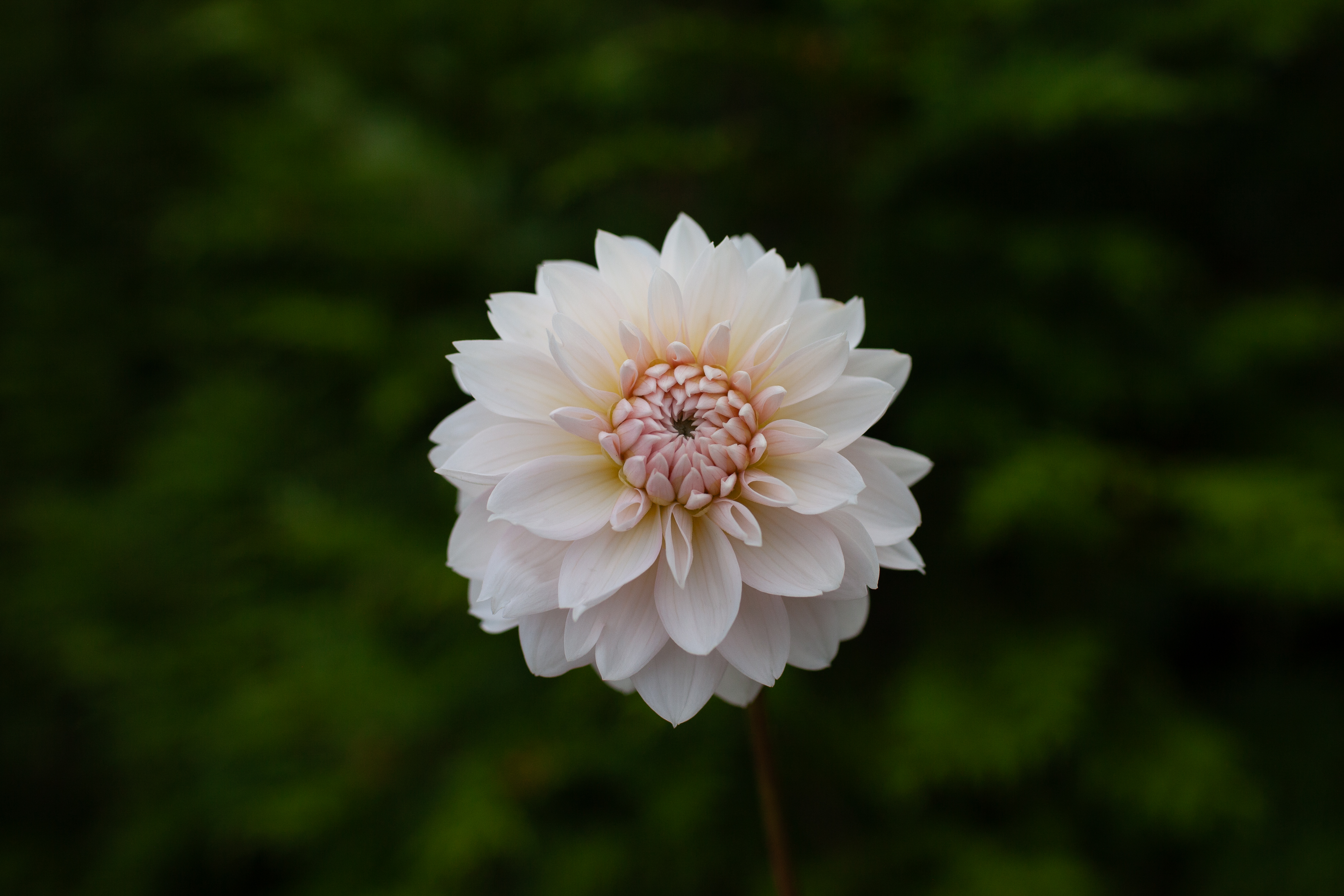 Budapest Blush dahlia