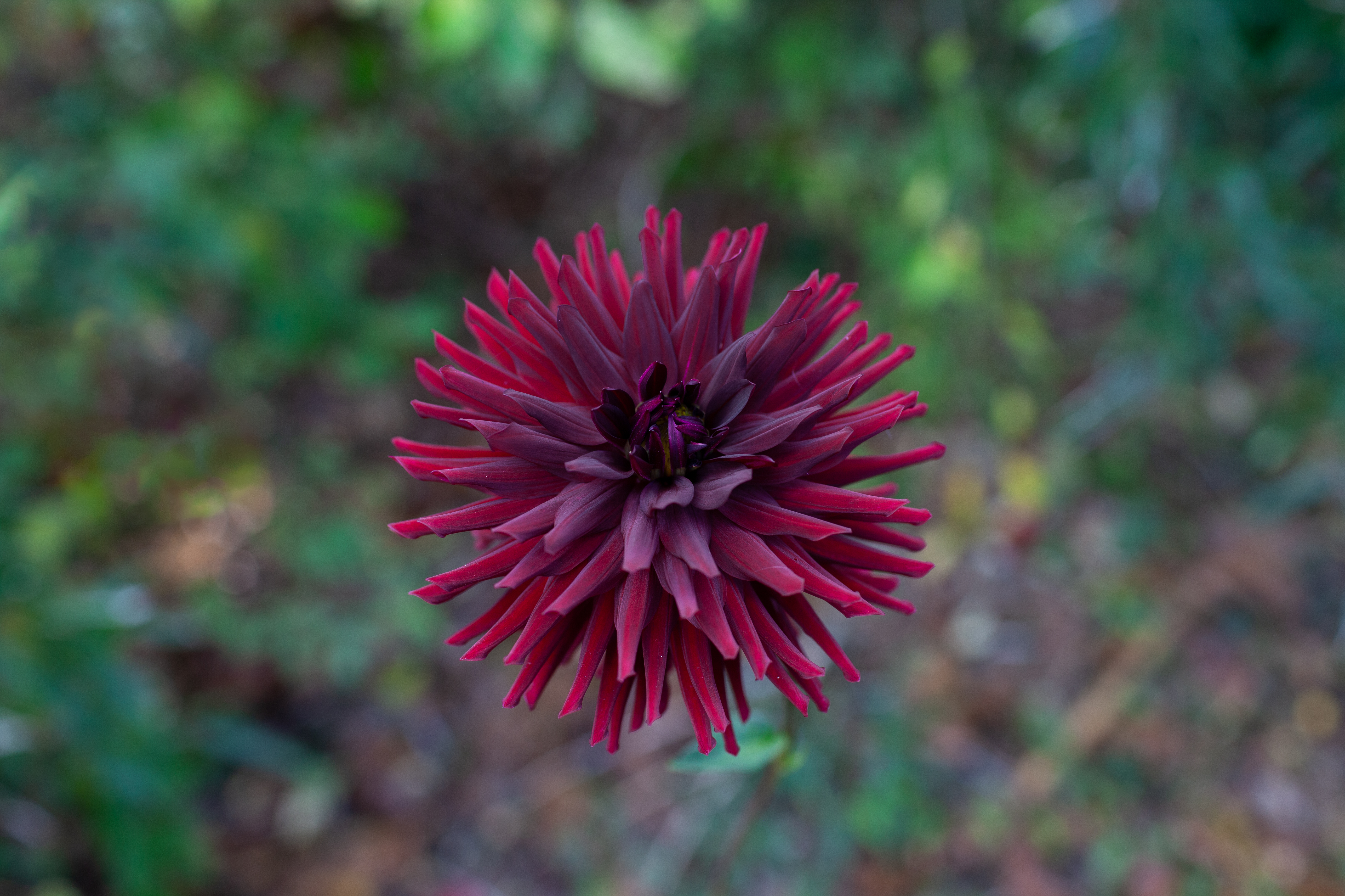 Bull's Blood dahlia