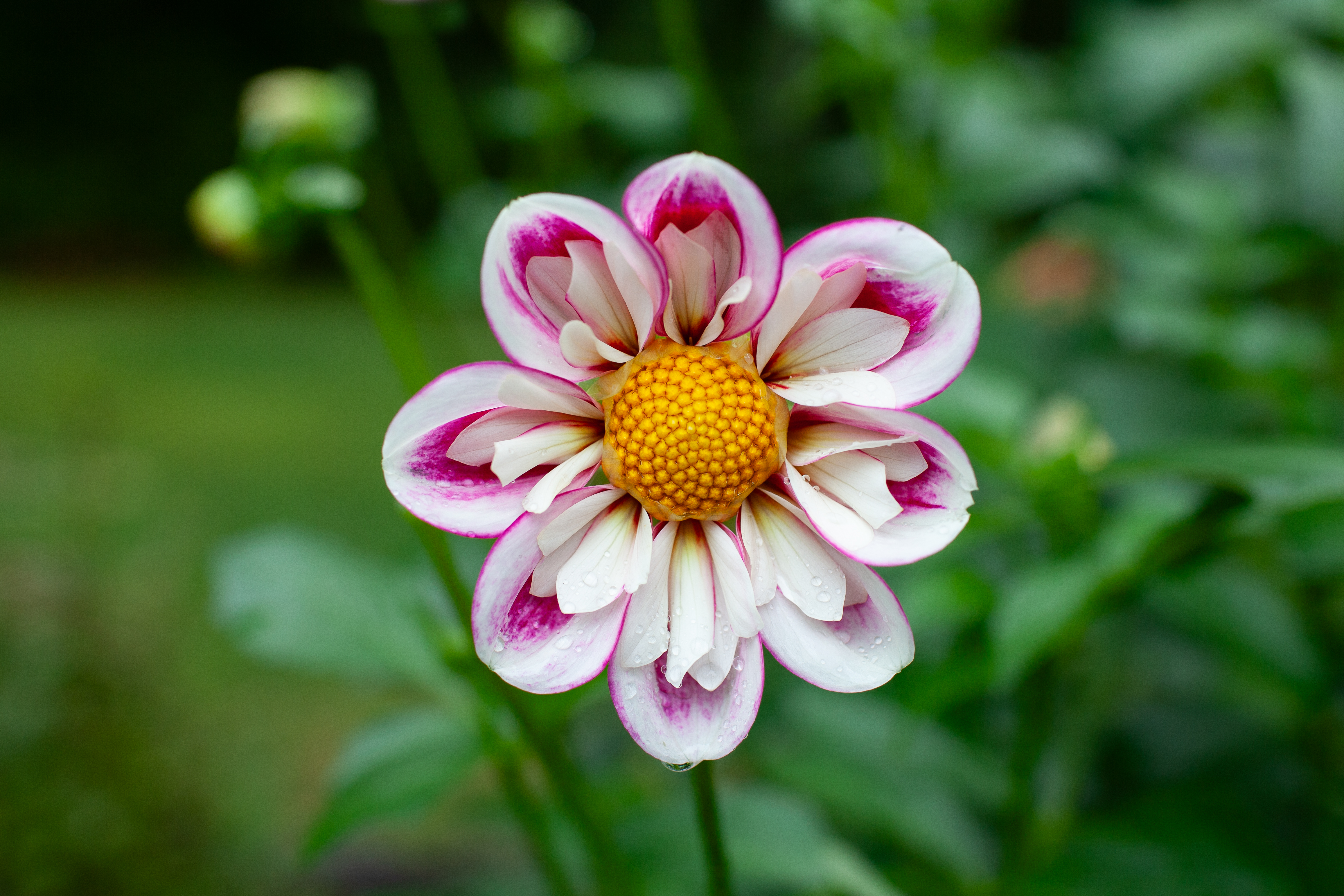 Bumble Rumble dahlia